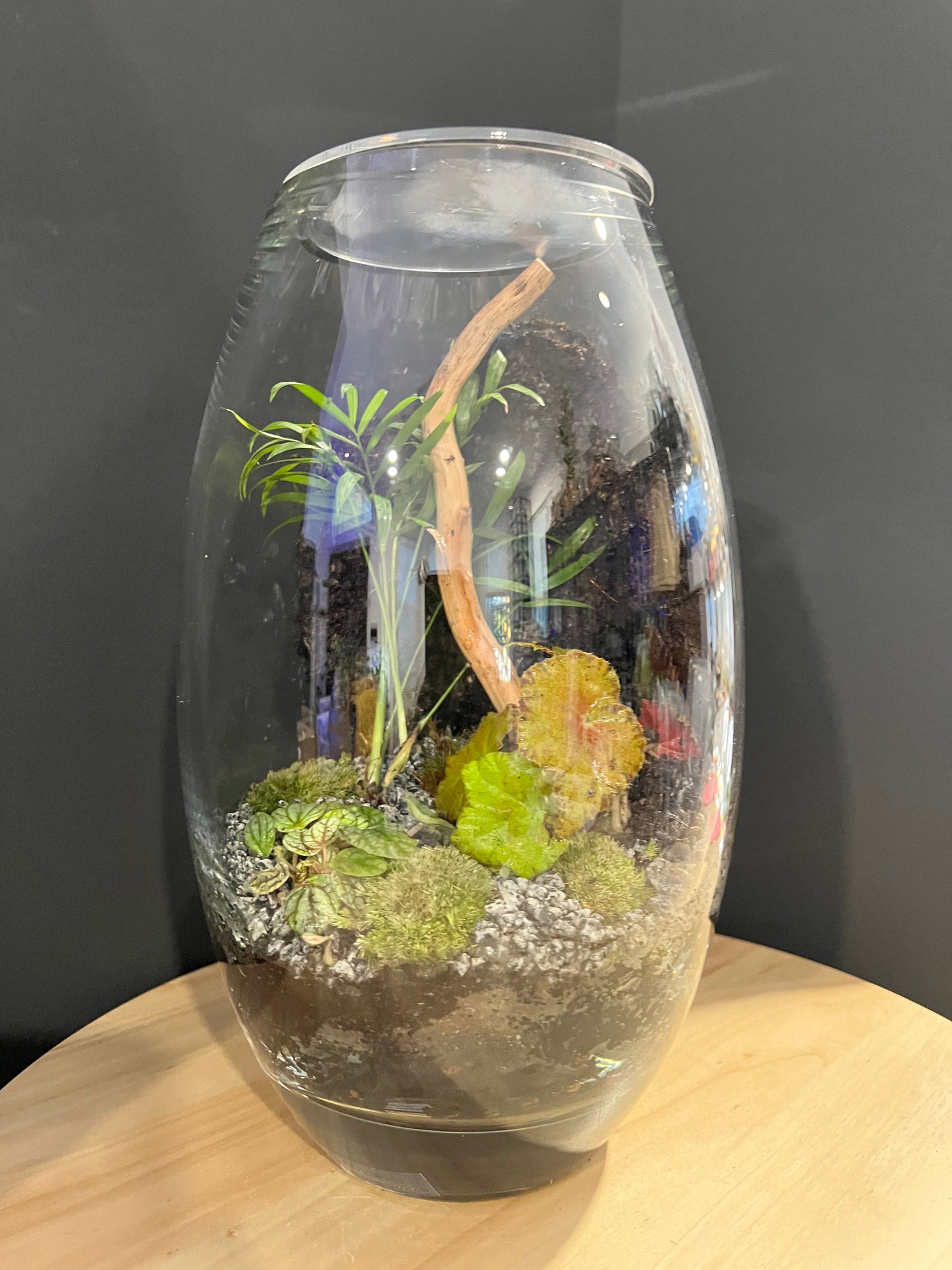 Terrarium #58