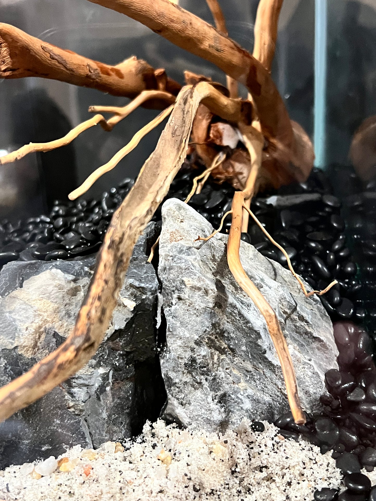 Aquarium: Hardscape Sieryu/Spider