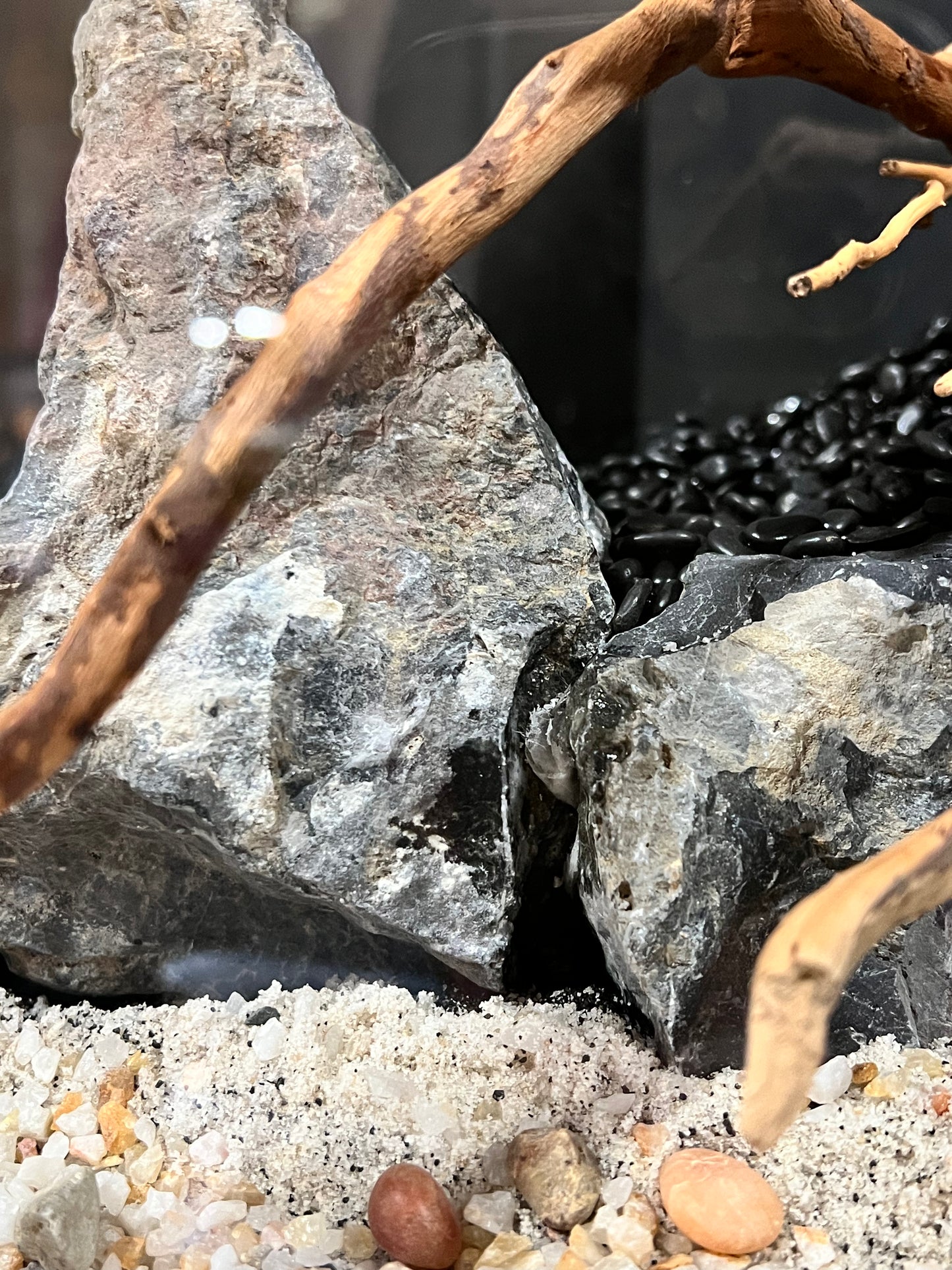 Aquarium: Hardscape Sieryu/Spider