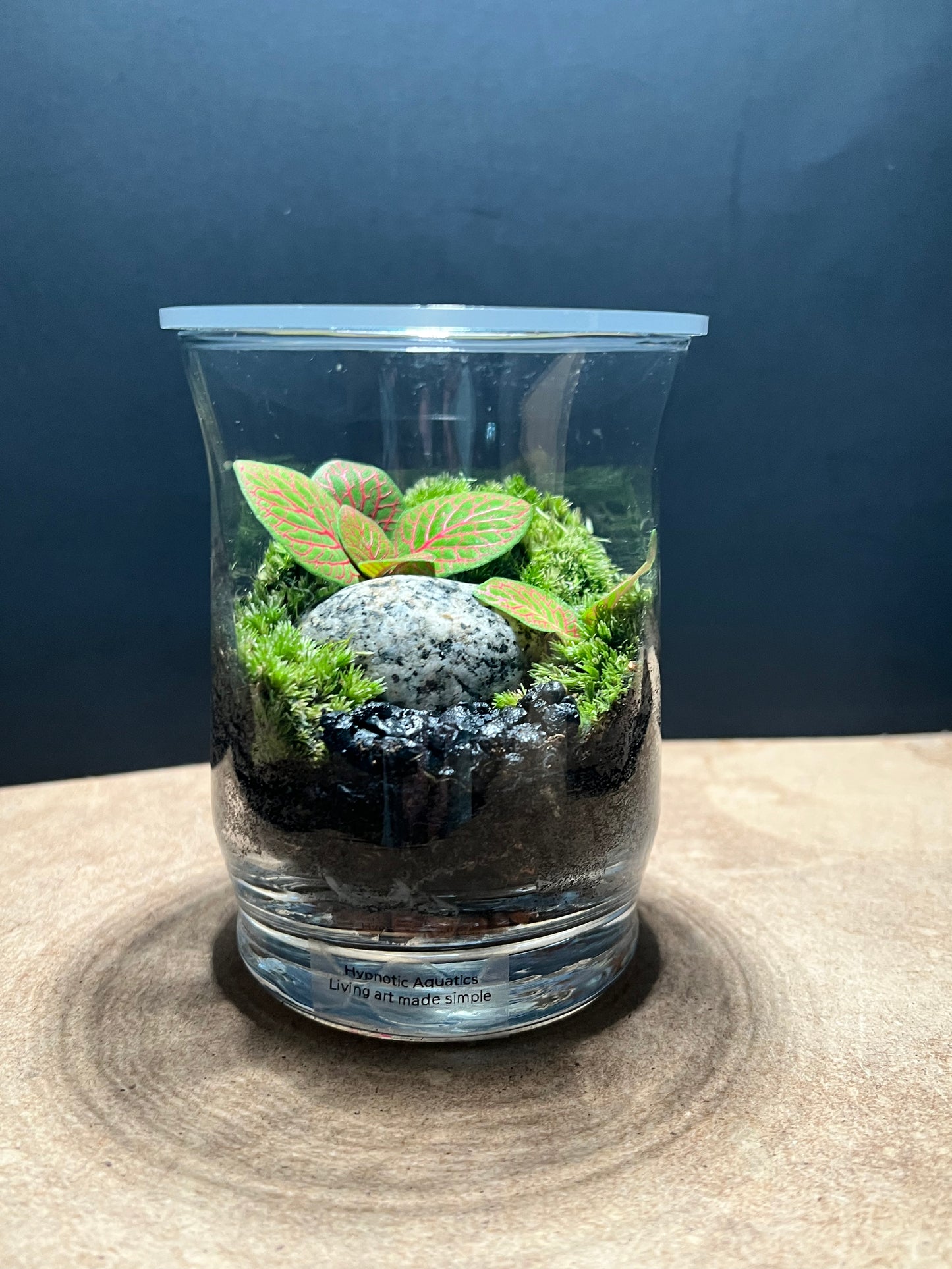 Terrarium 676