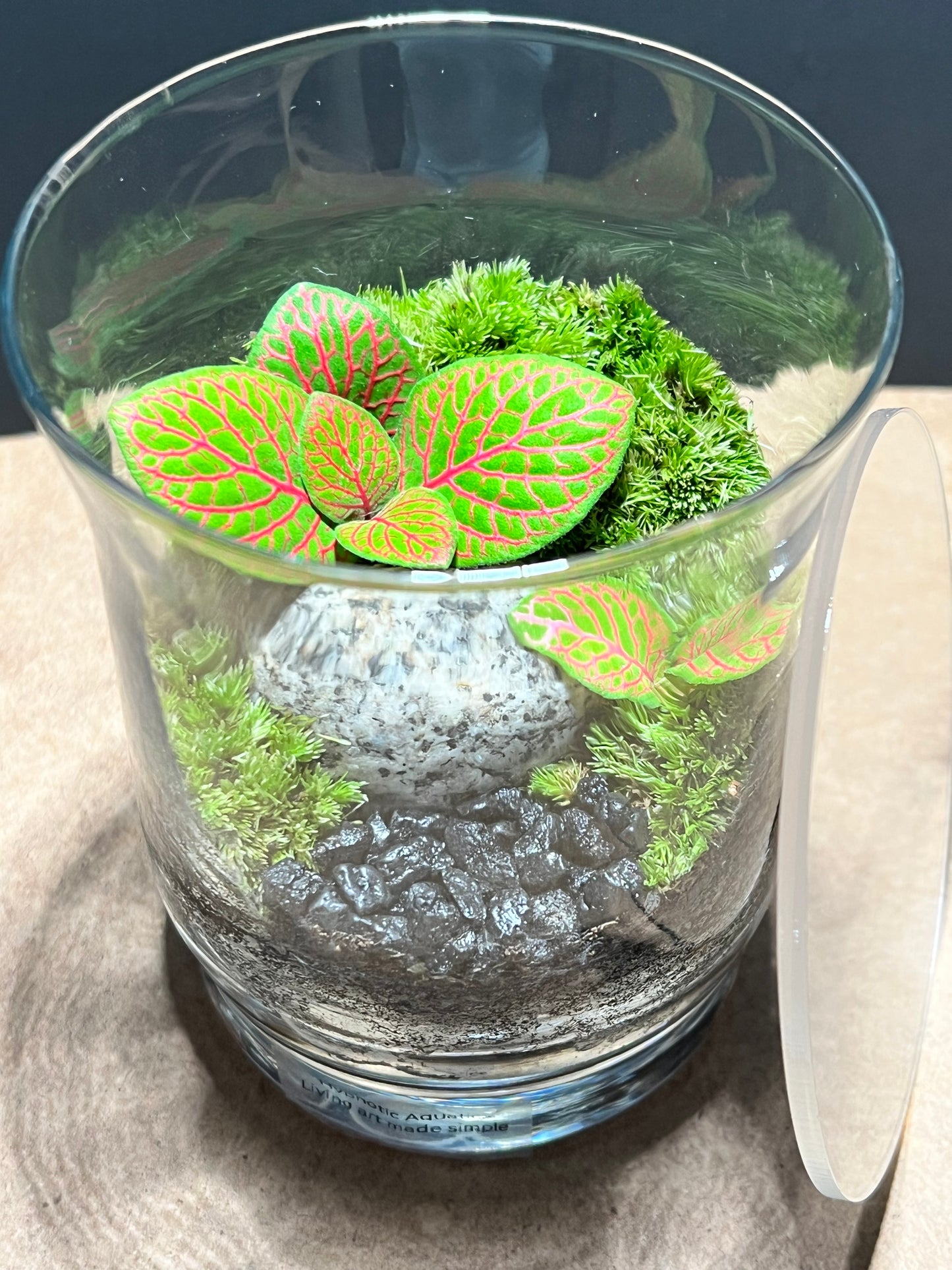 Terrarium 676