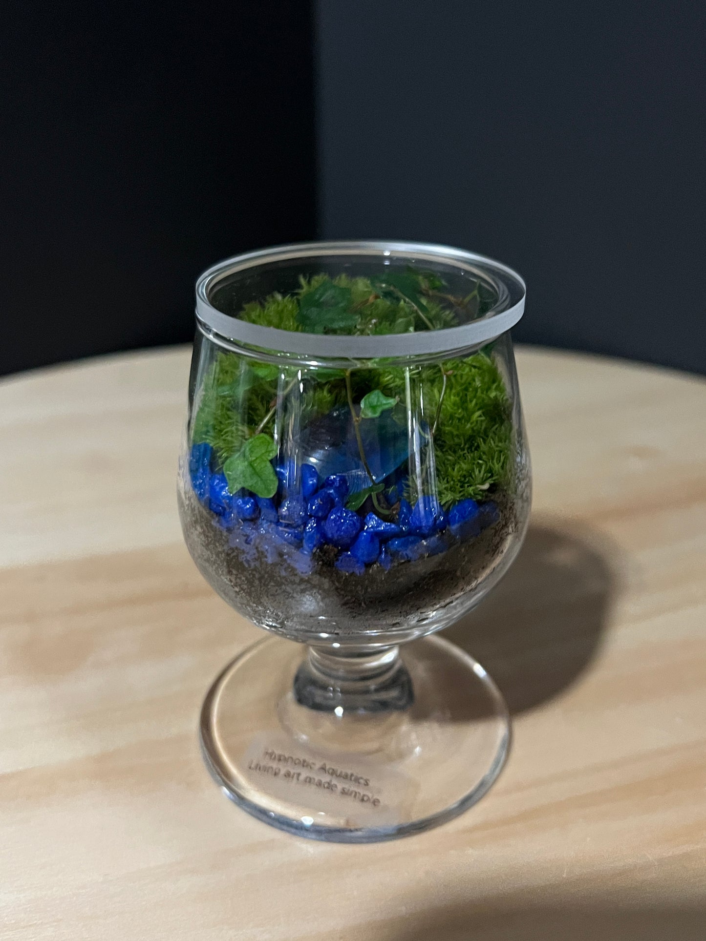 Terrarium 732