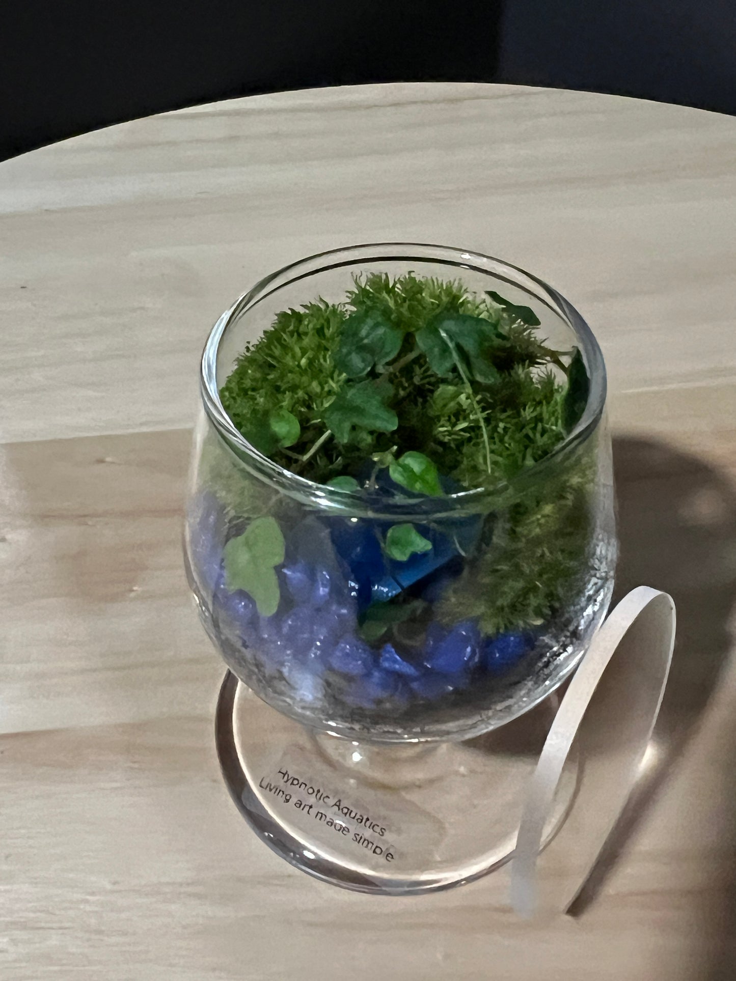 Terrarium 732