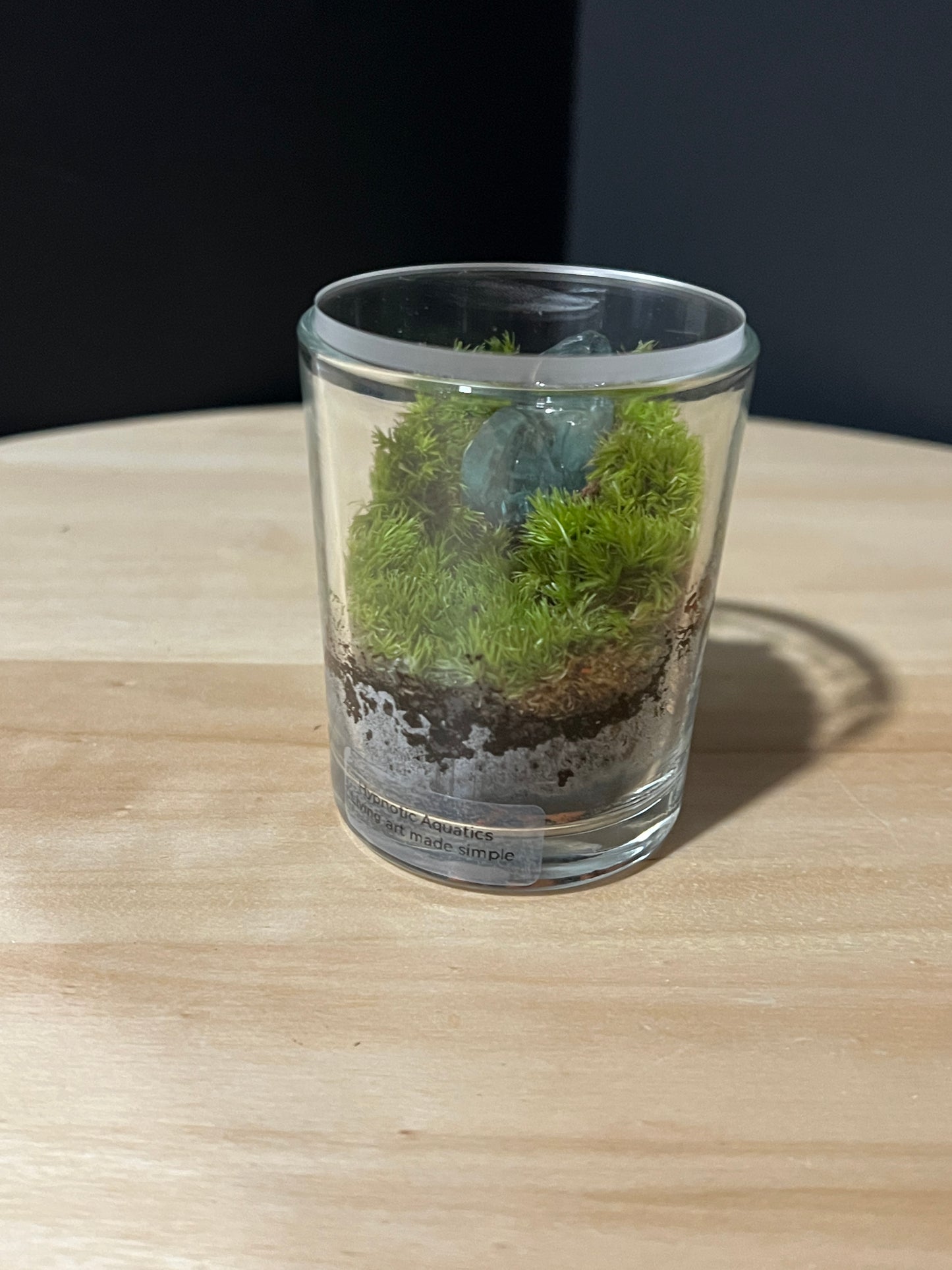Terrarium 736