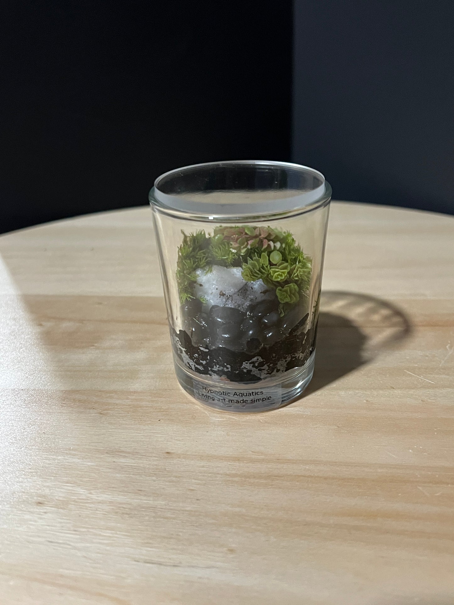 Terrarium 738