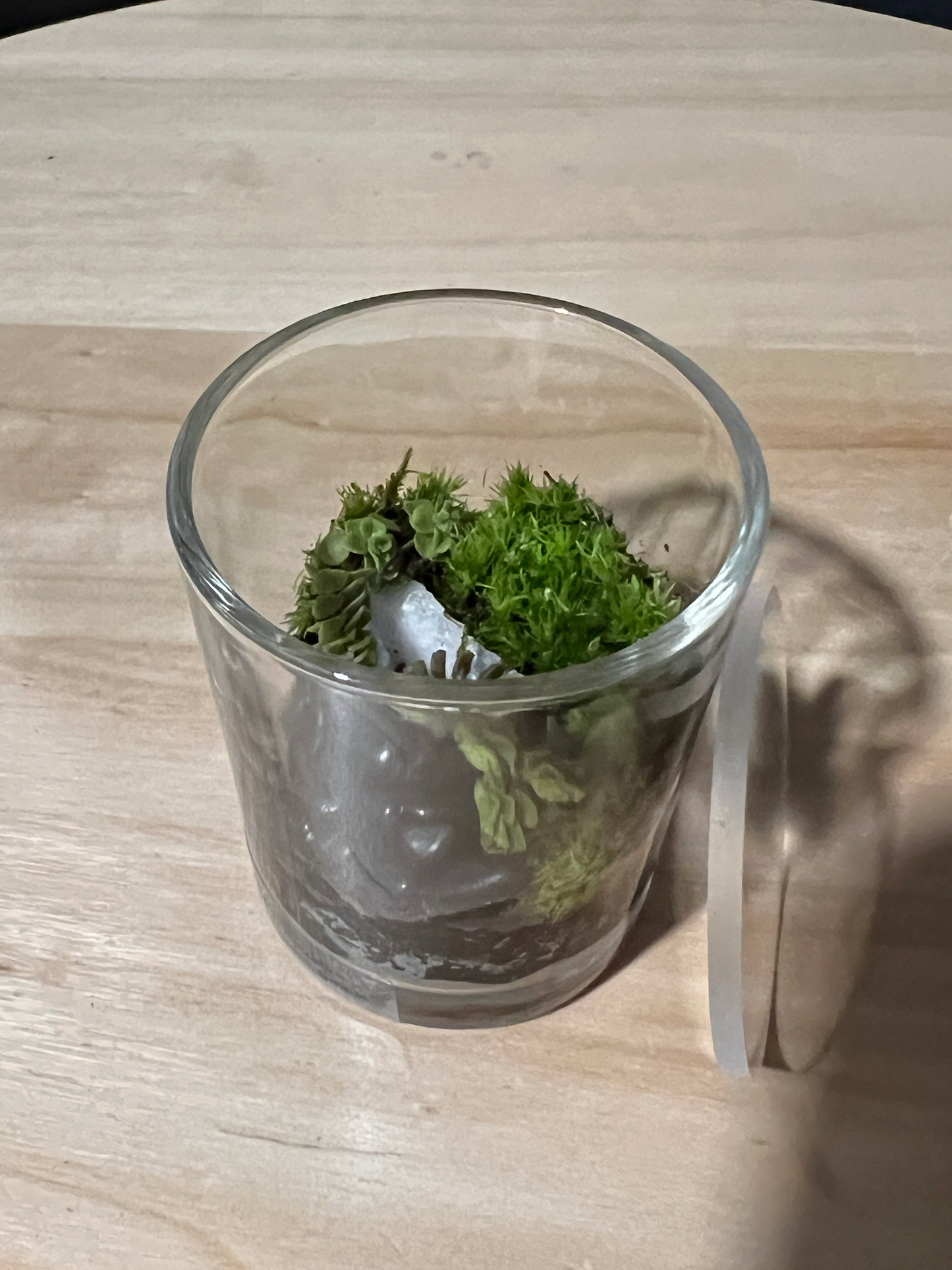 Terrarium 738