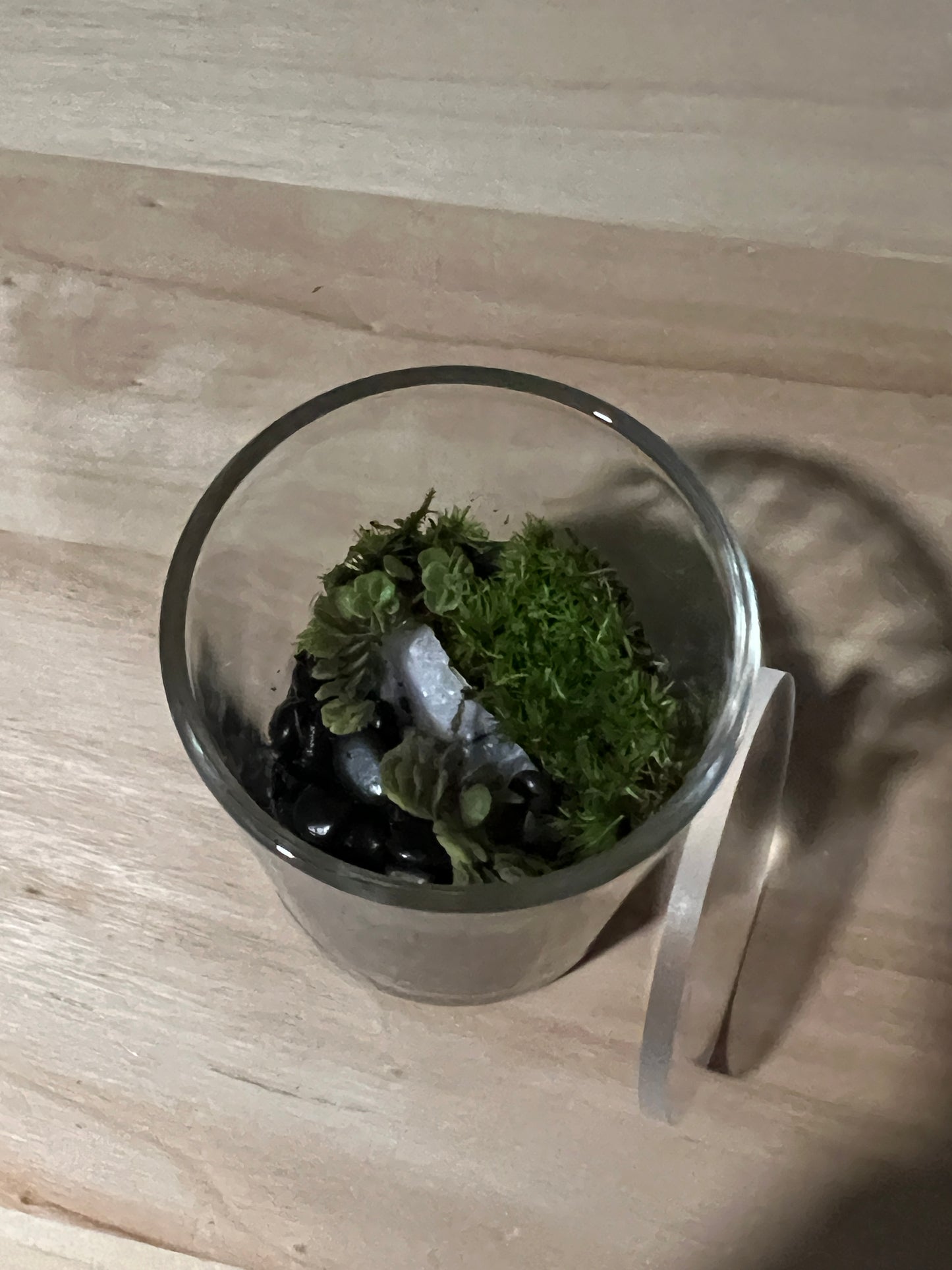 Terrarium 738