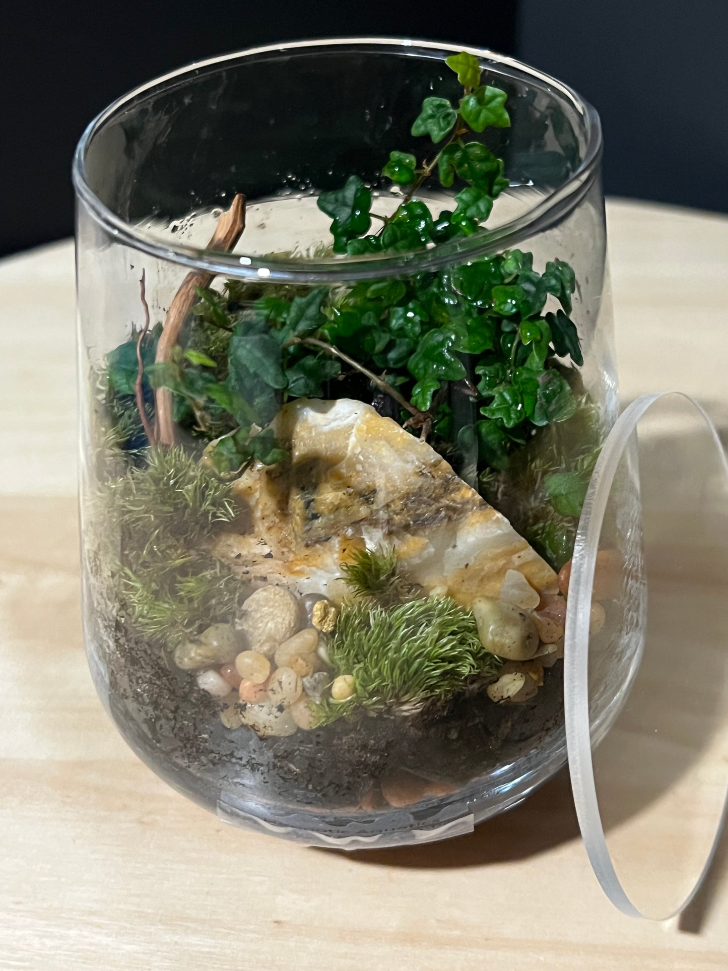 Terrarium 739