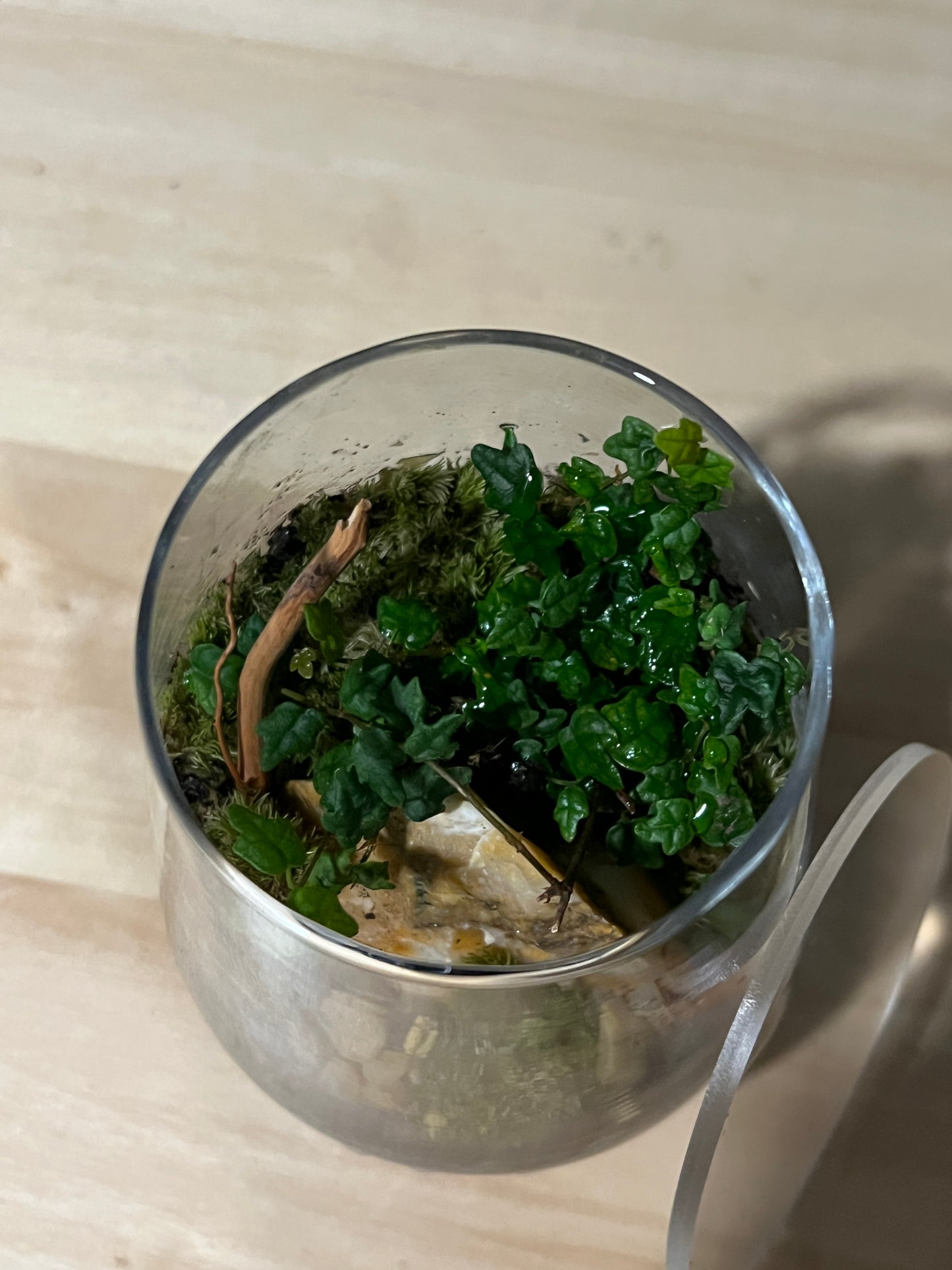Terrarium 739