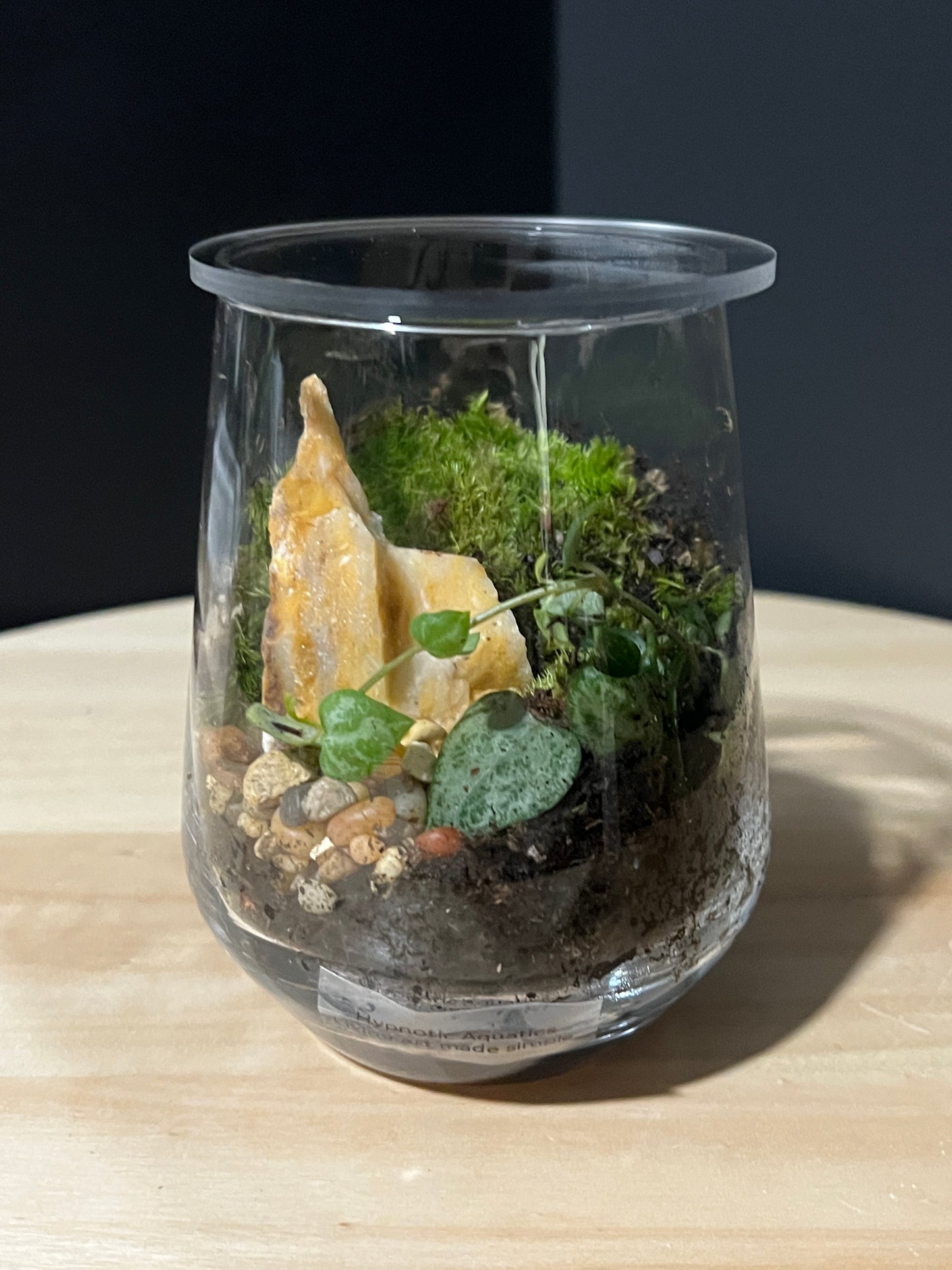 Terrarium 741