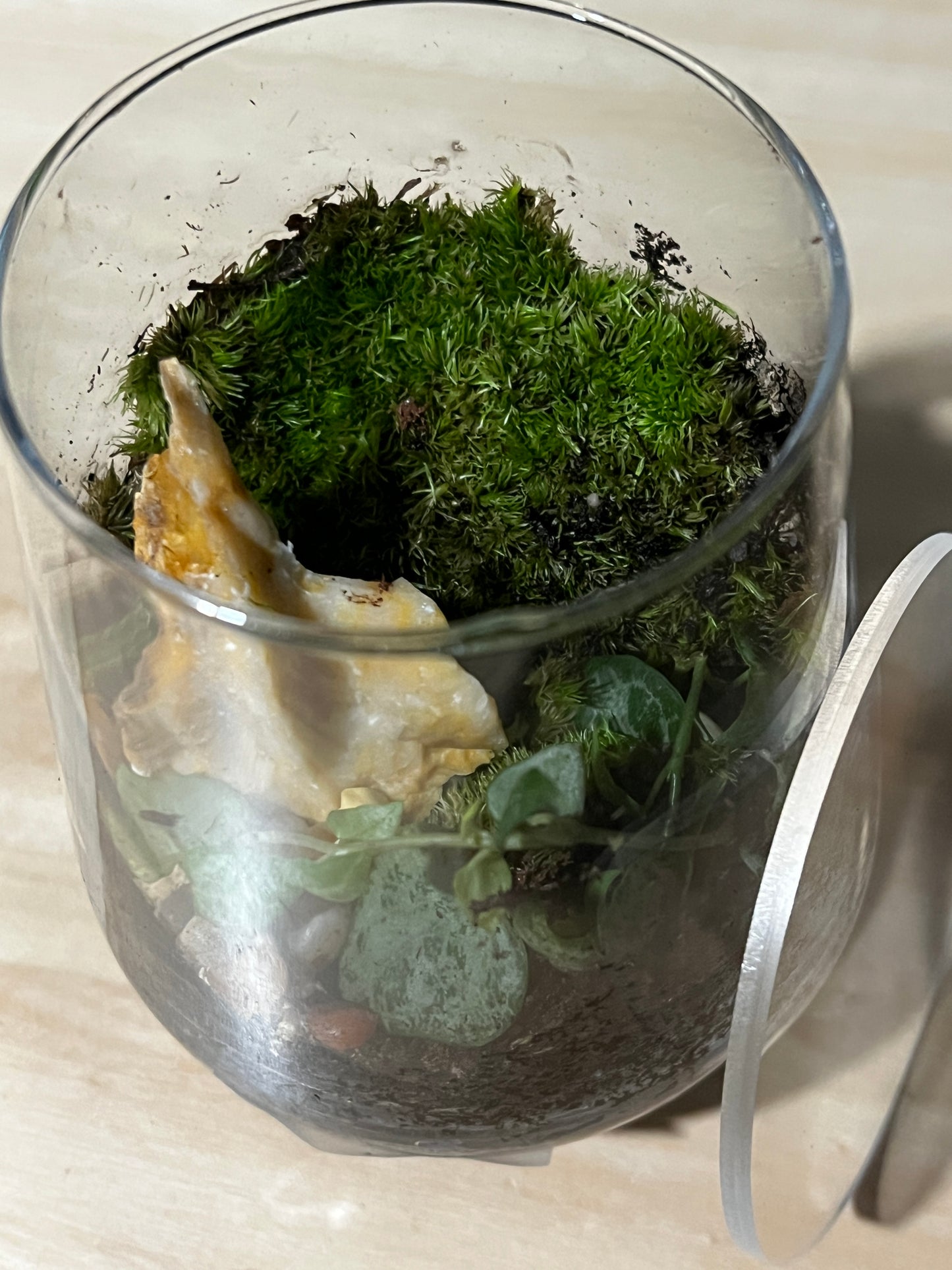 Terrarium 741