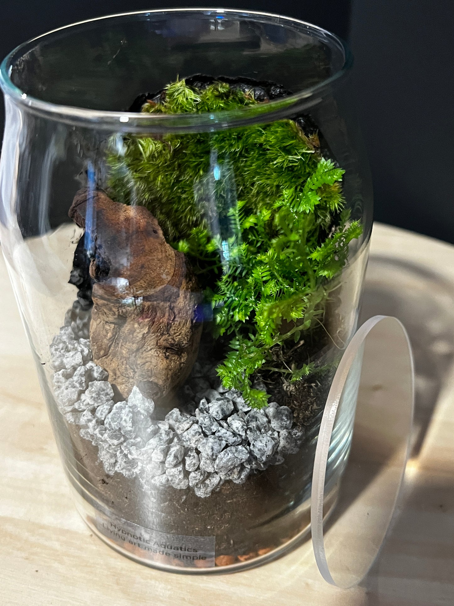 Terrarium 743