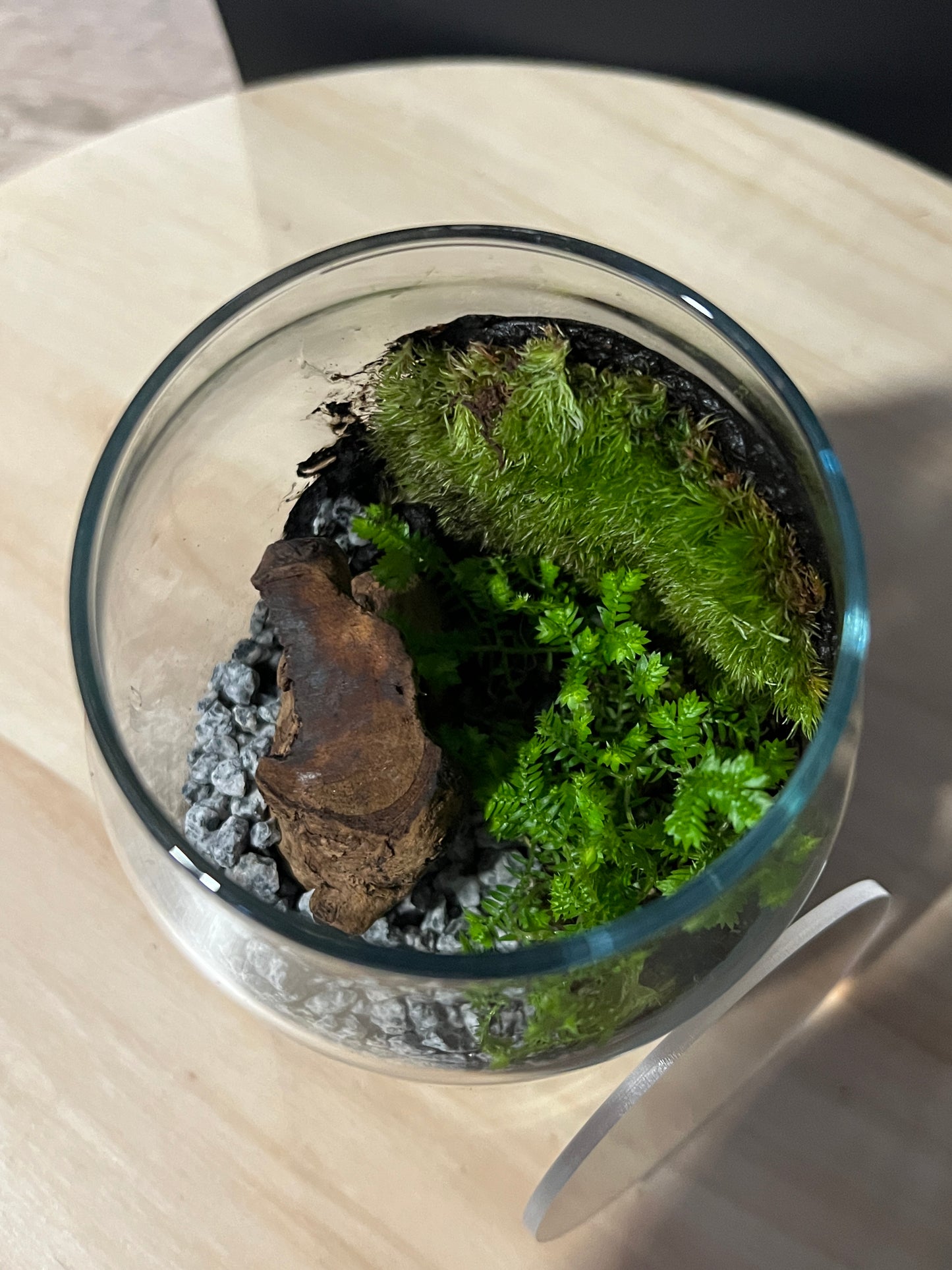 Terrarium 743