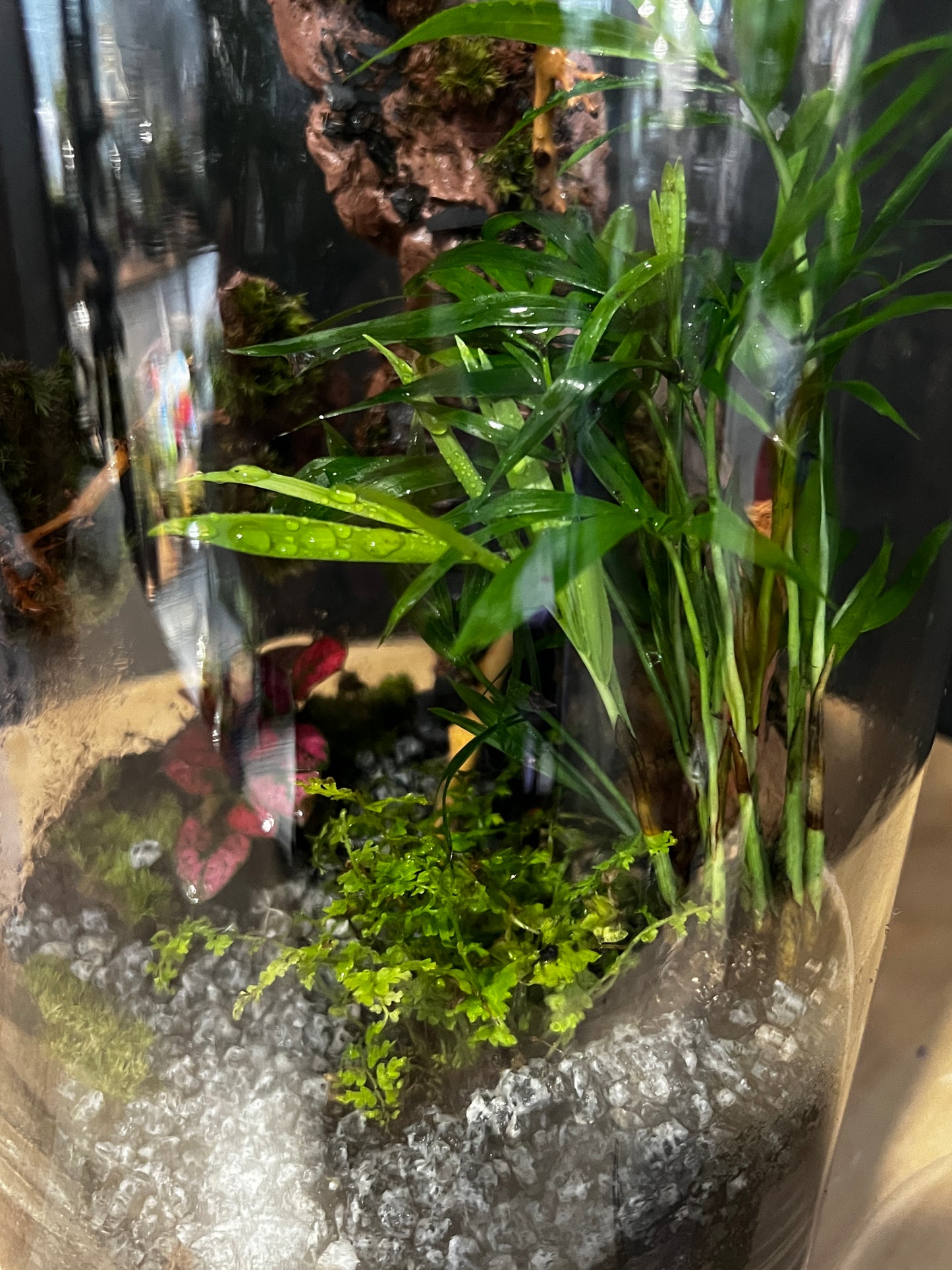 Terrarium 744