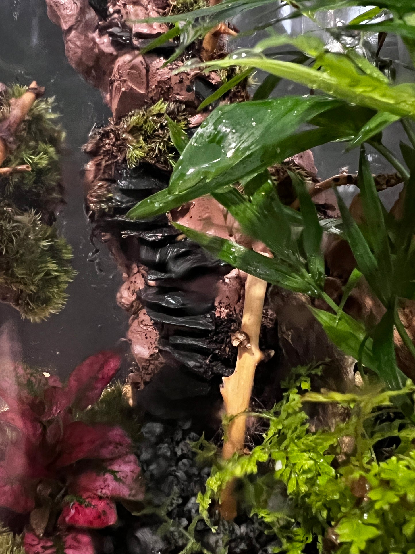 Terrarium 744