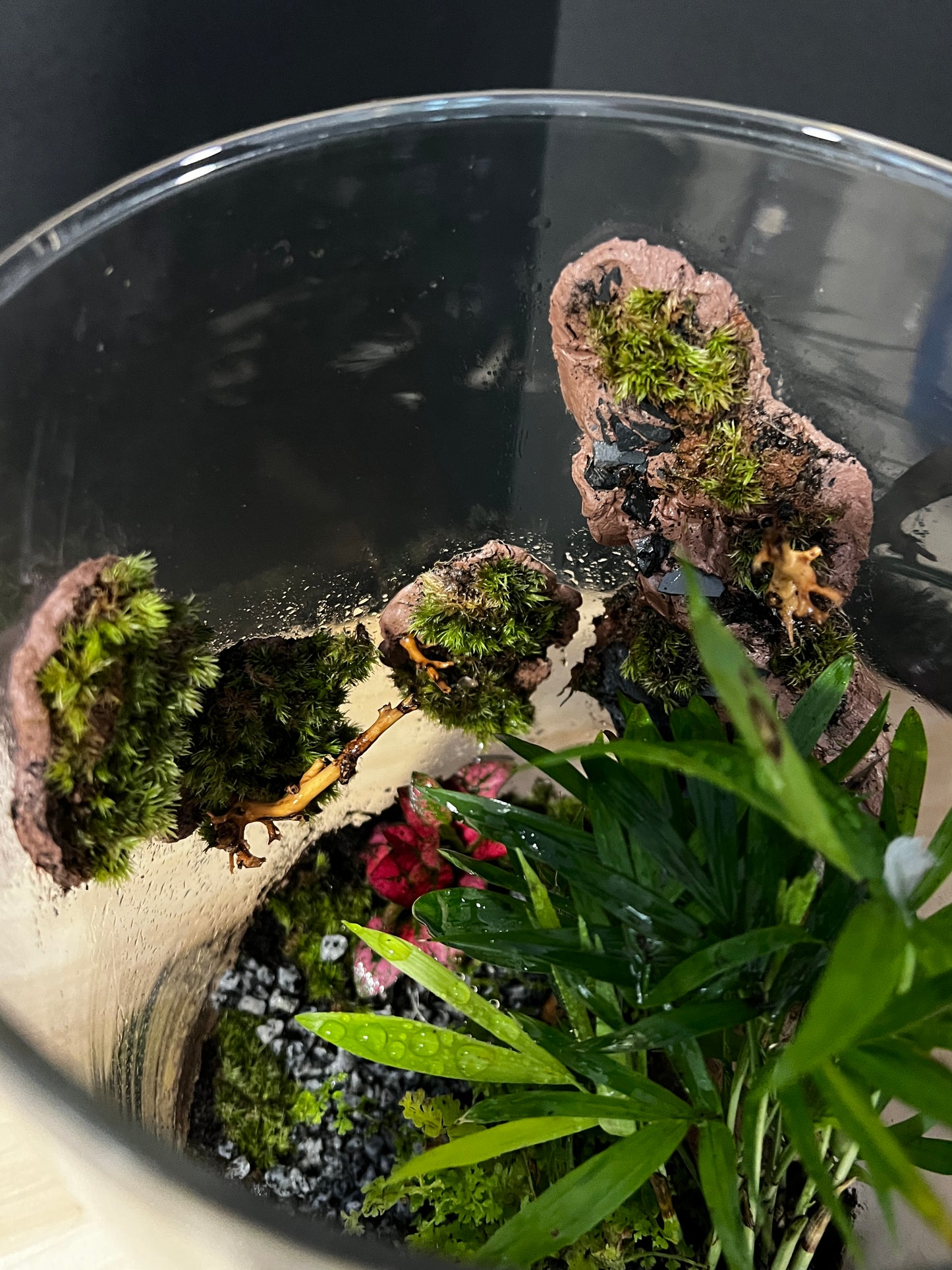 Terrarium 744