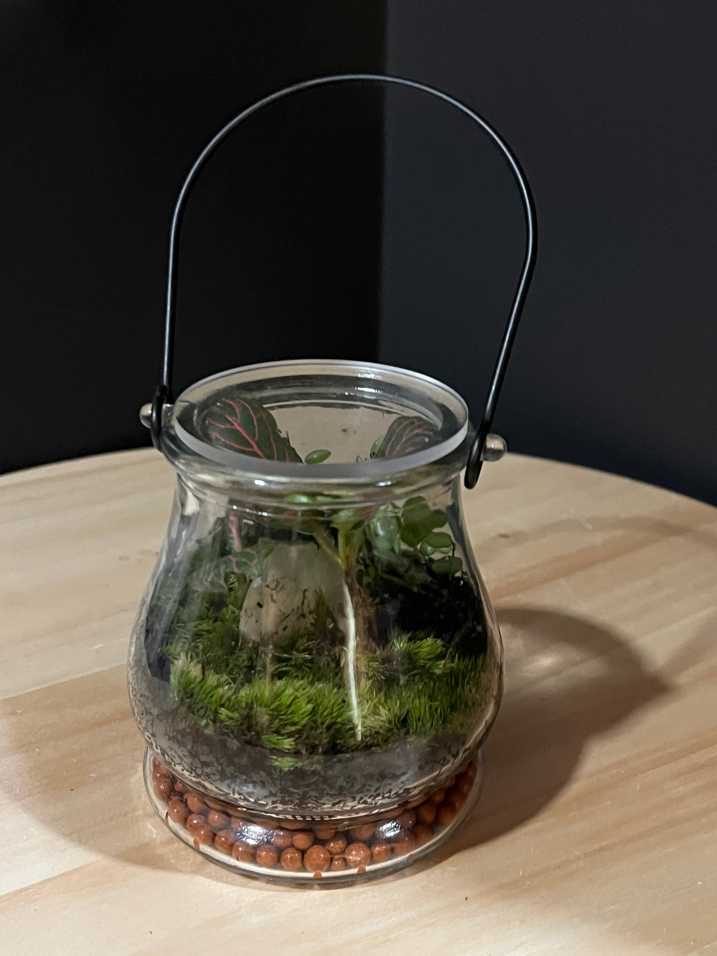 Terrarium 745
