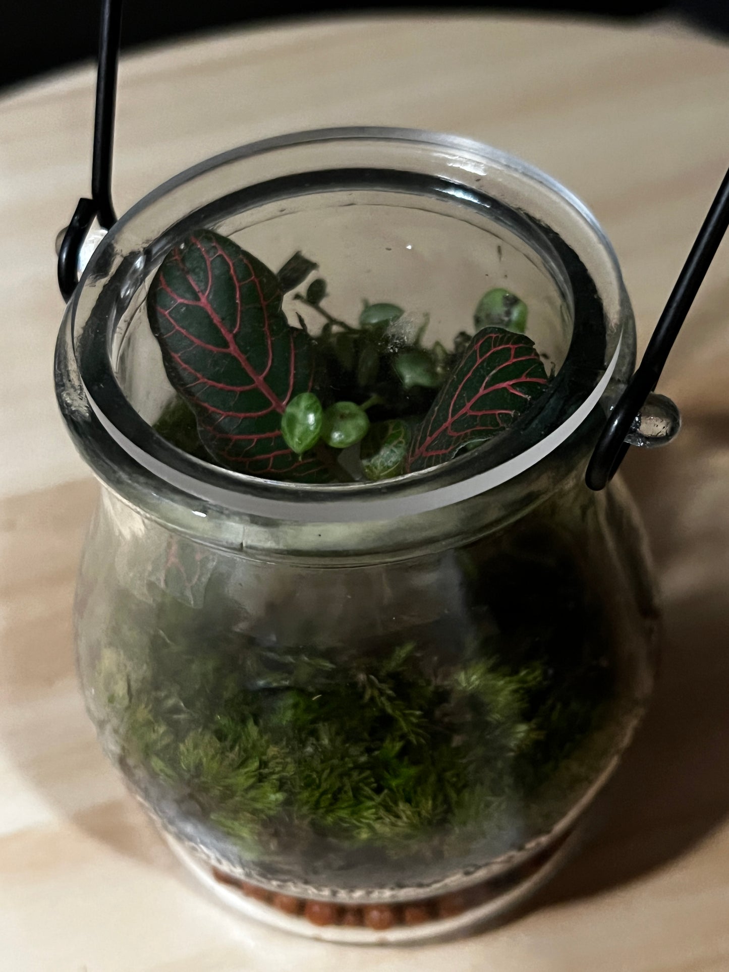 Terrarium 745