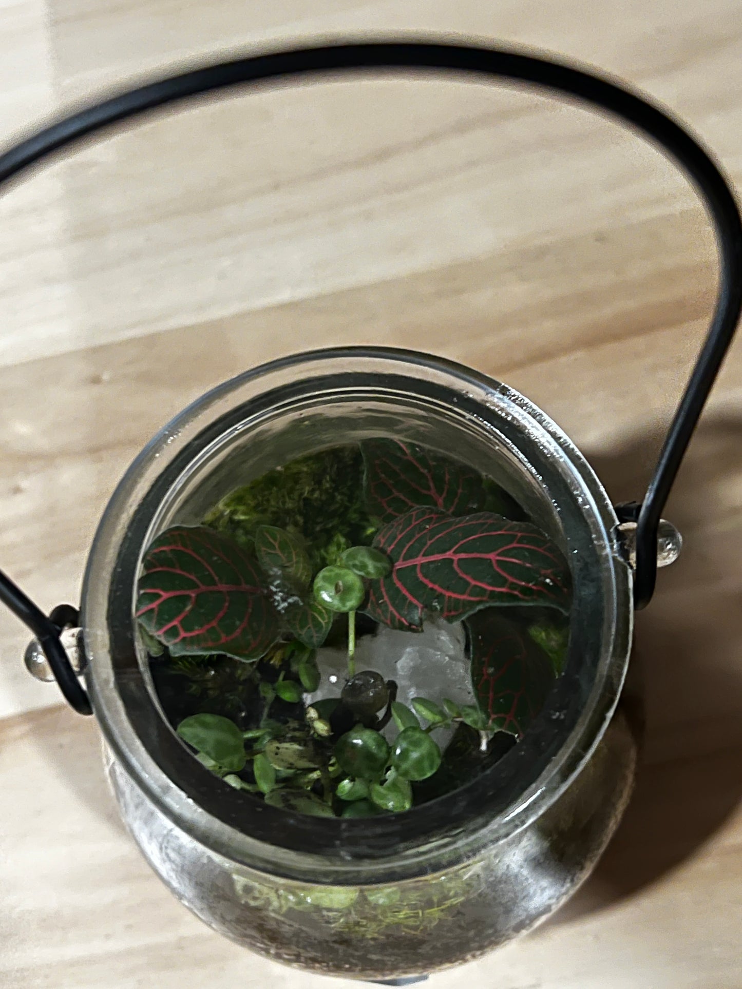 Terrarium 745