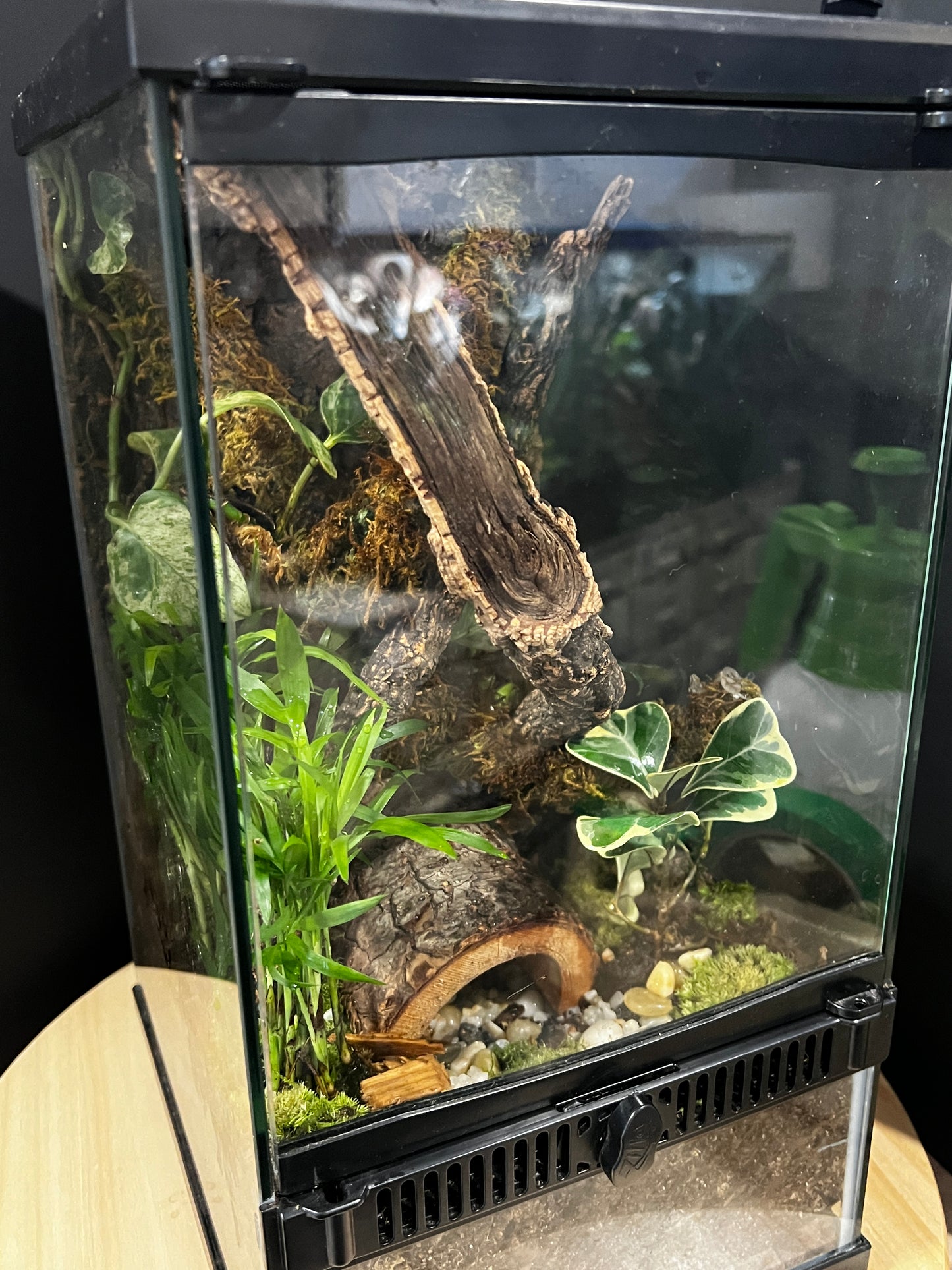 Terrarium Habitat 361