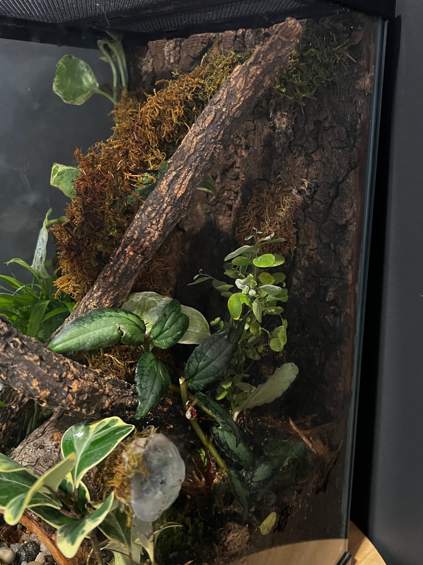 Terrarium Habitat 361