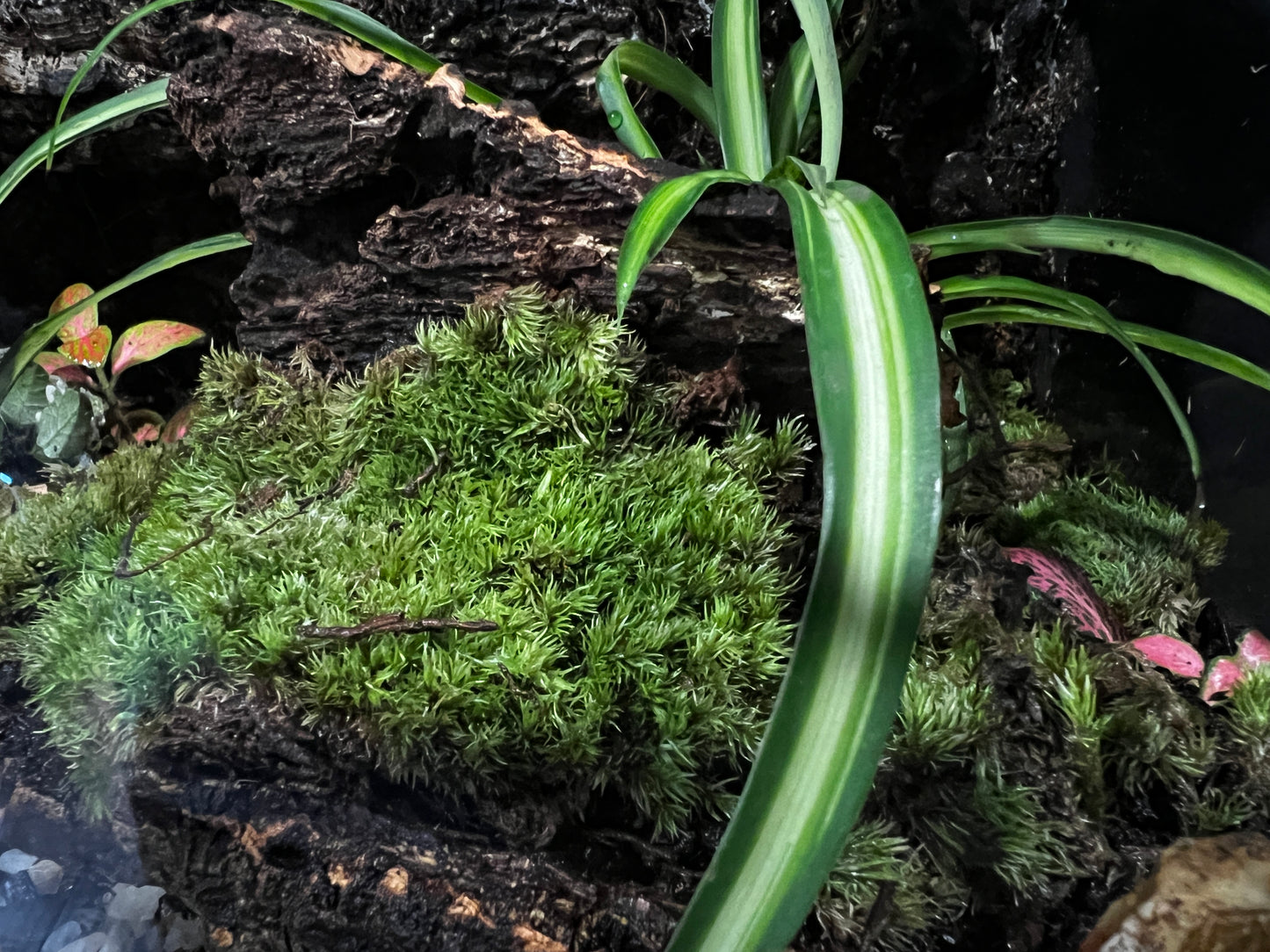 Terrarium 413 Habitat