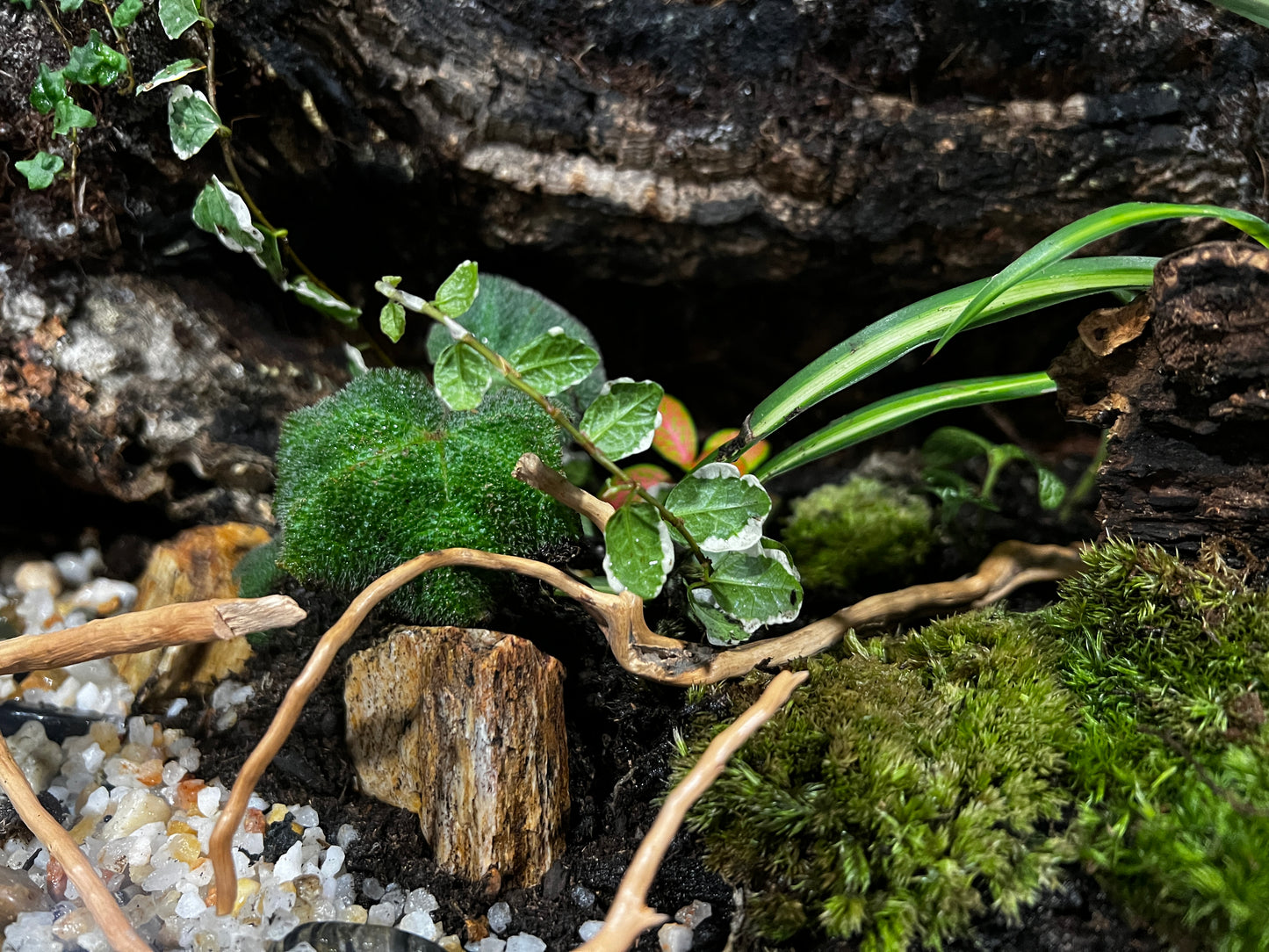 Terrarium 413 Habitat