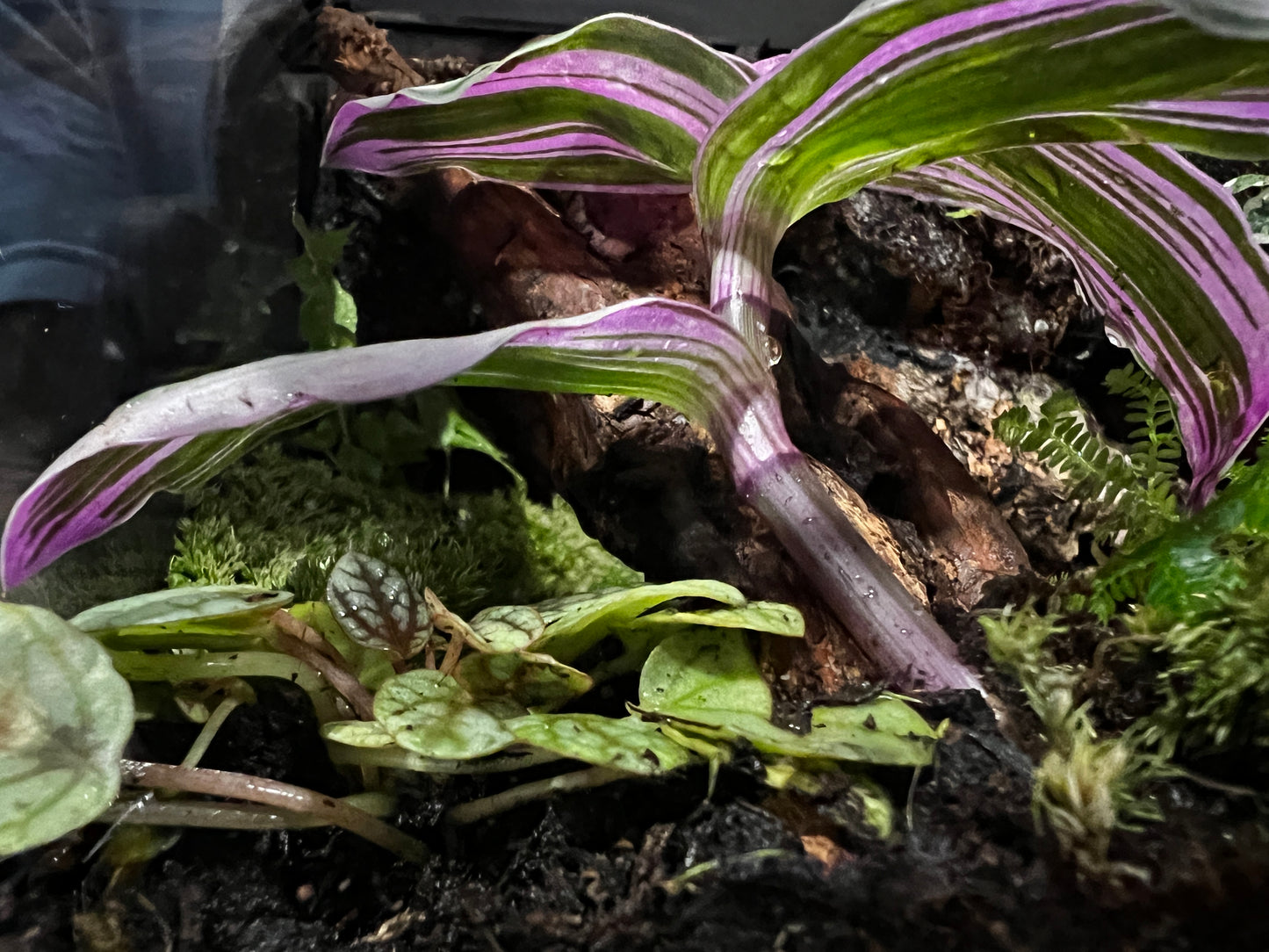 Terrarium 413 Habitat