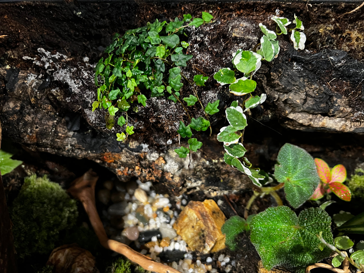Terrarium 413 Habitat