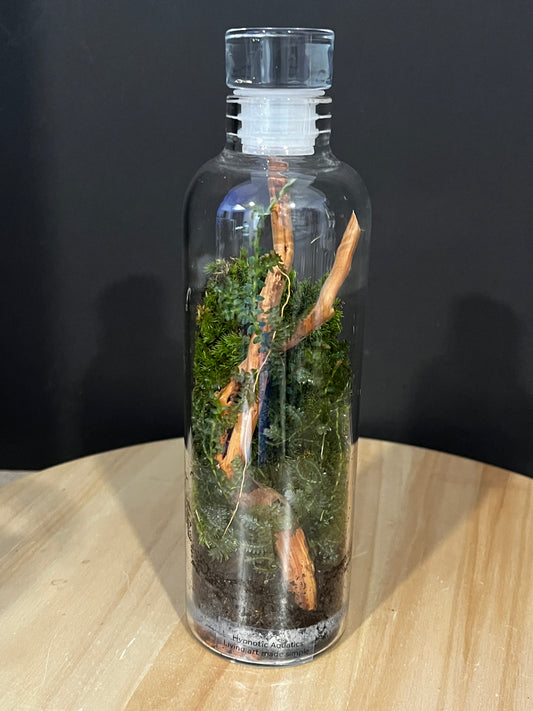 Terrarium 754