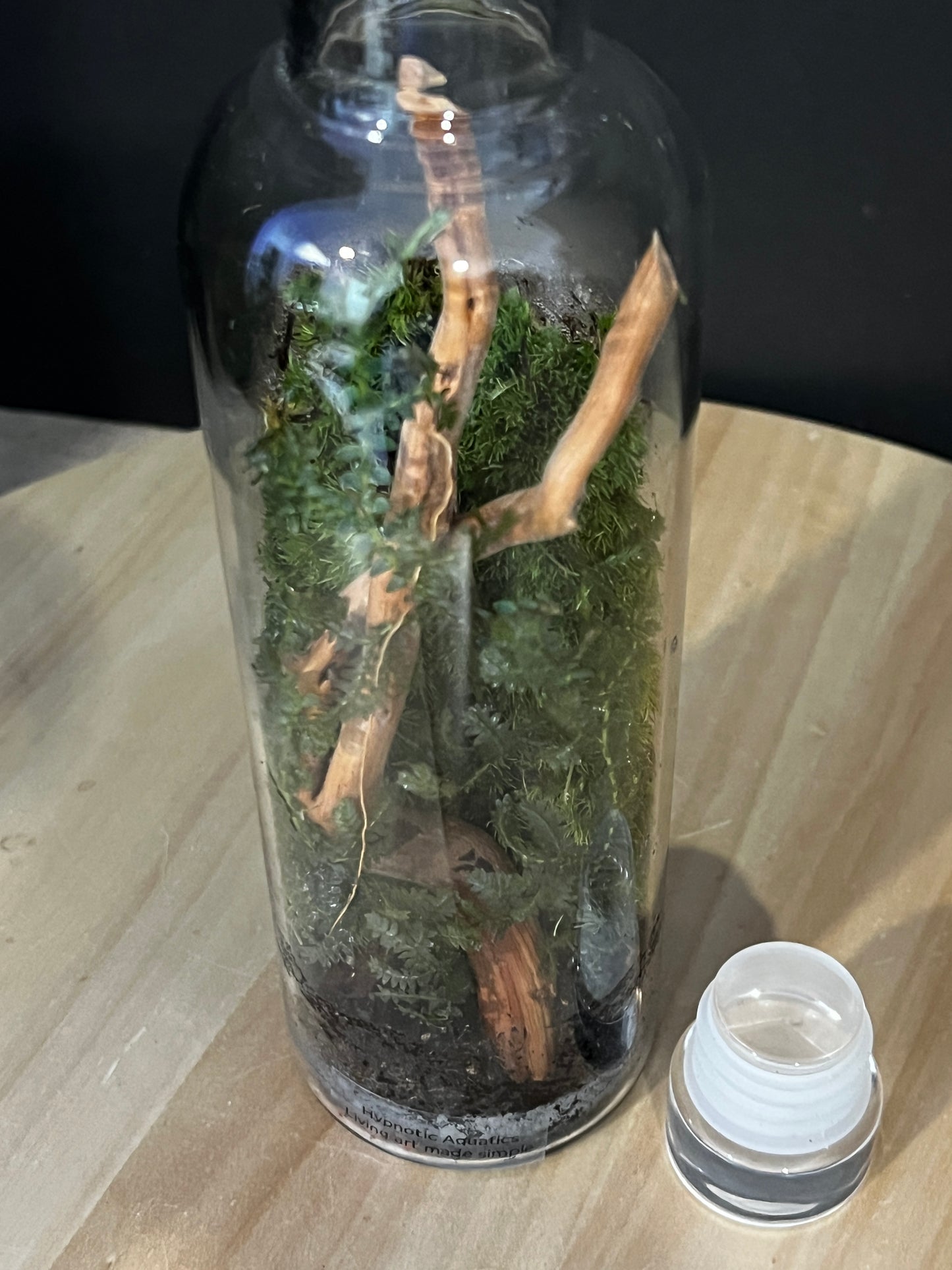 Terrarium 754