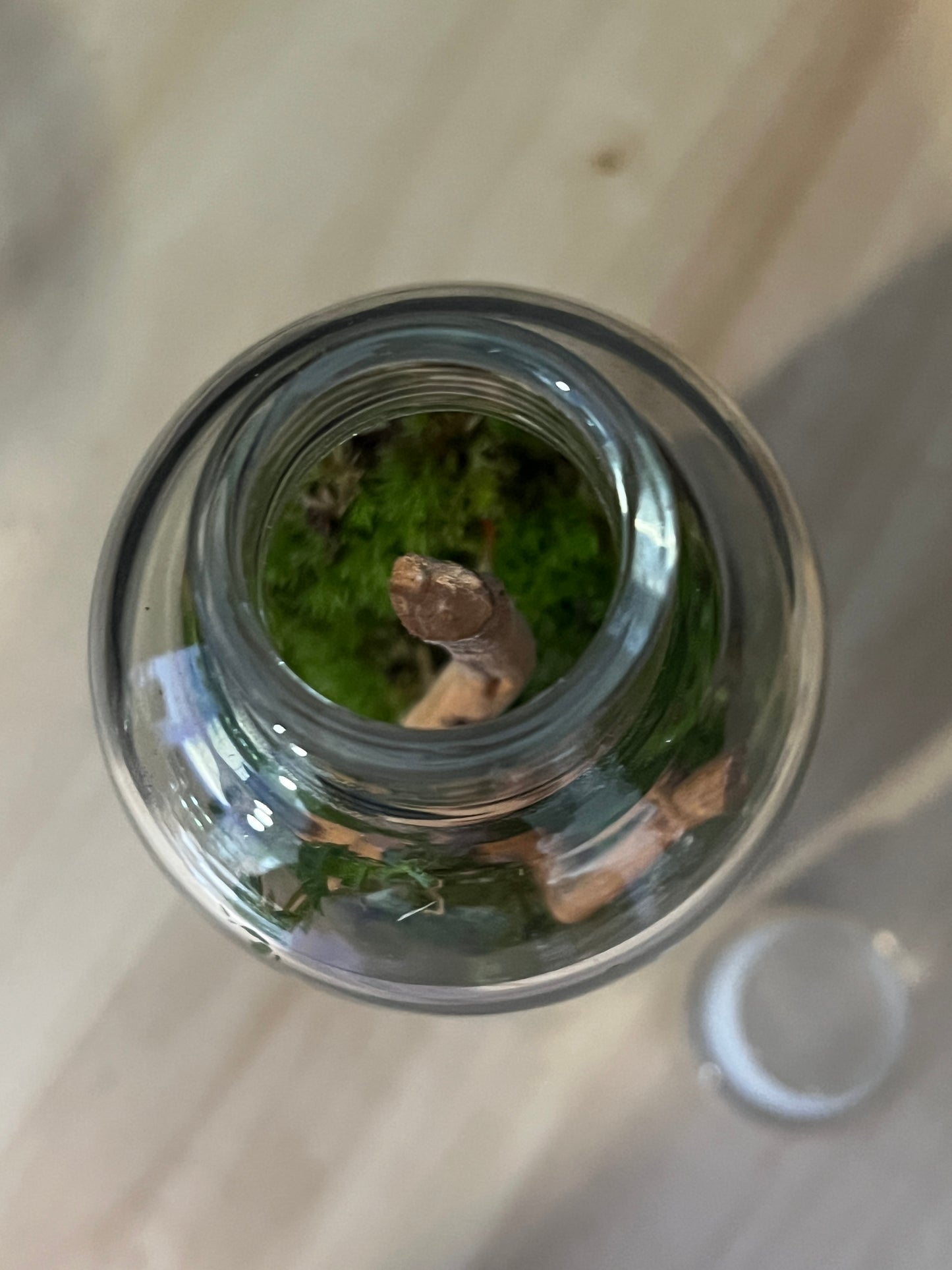 Terrarium 754