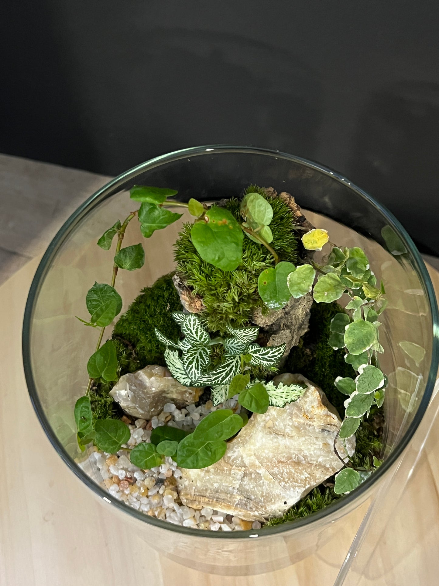 Terrarium 755
