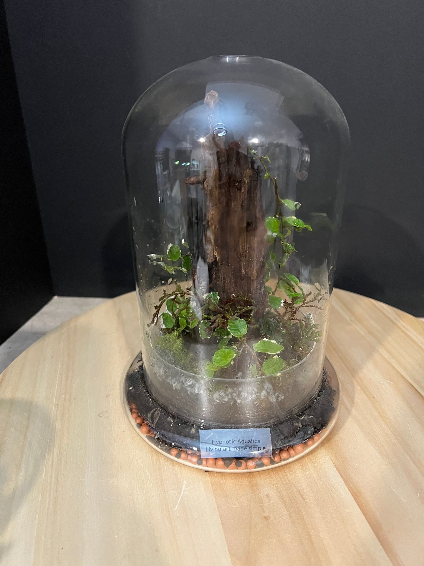 Terrarium 756
