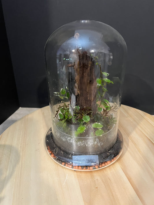 Terrarium 756