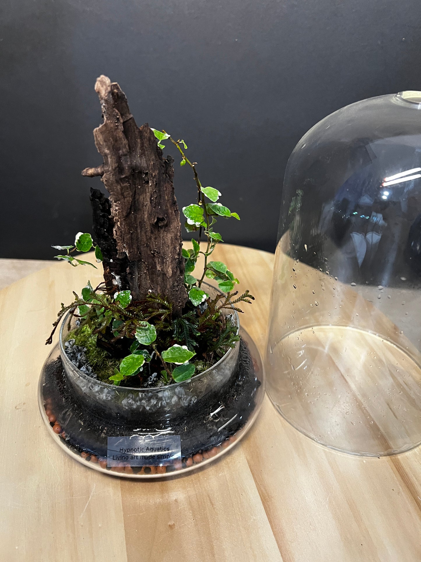 Terrarium 756