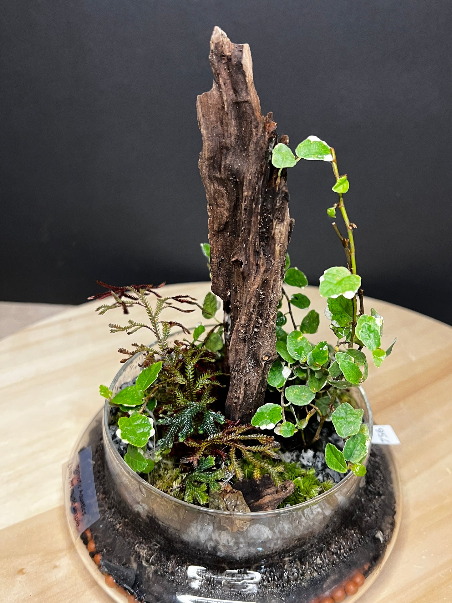Terrarium 756