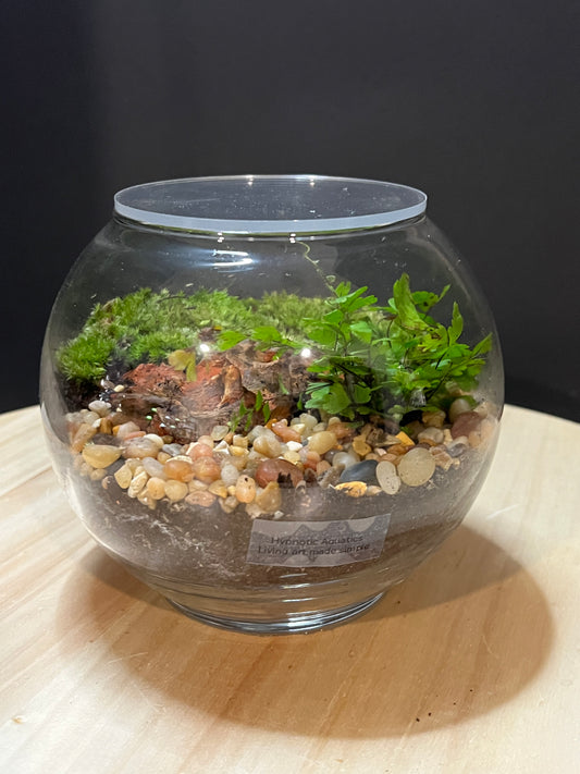 Terrarium 757