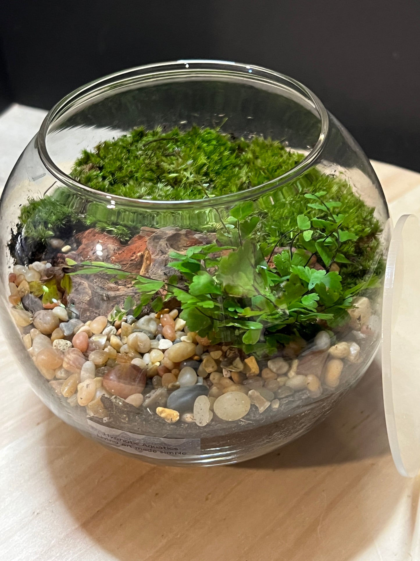 Terrarium 757