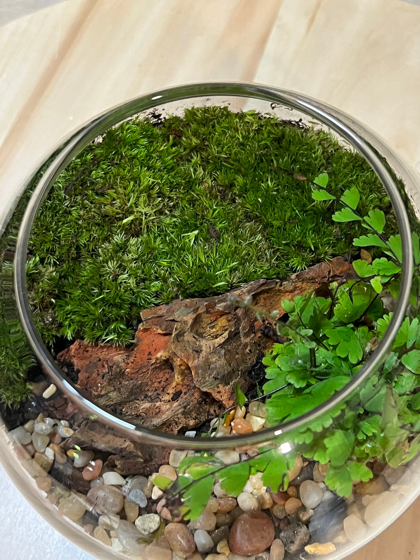 Terrarium 757