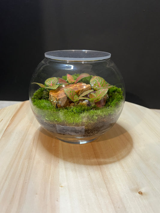 Terrarium 758