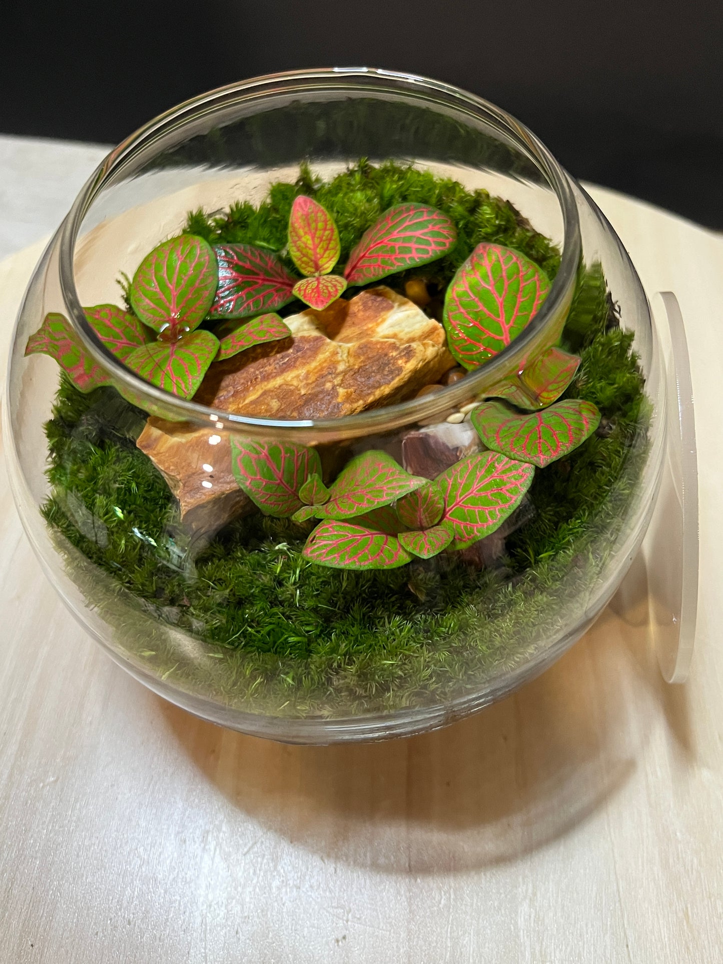 Terrarium 758
