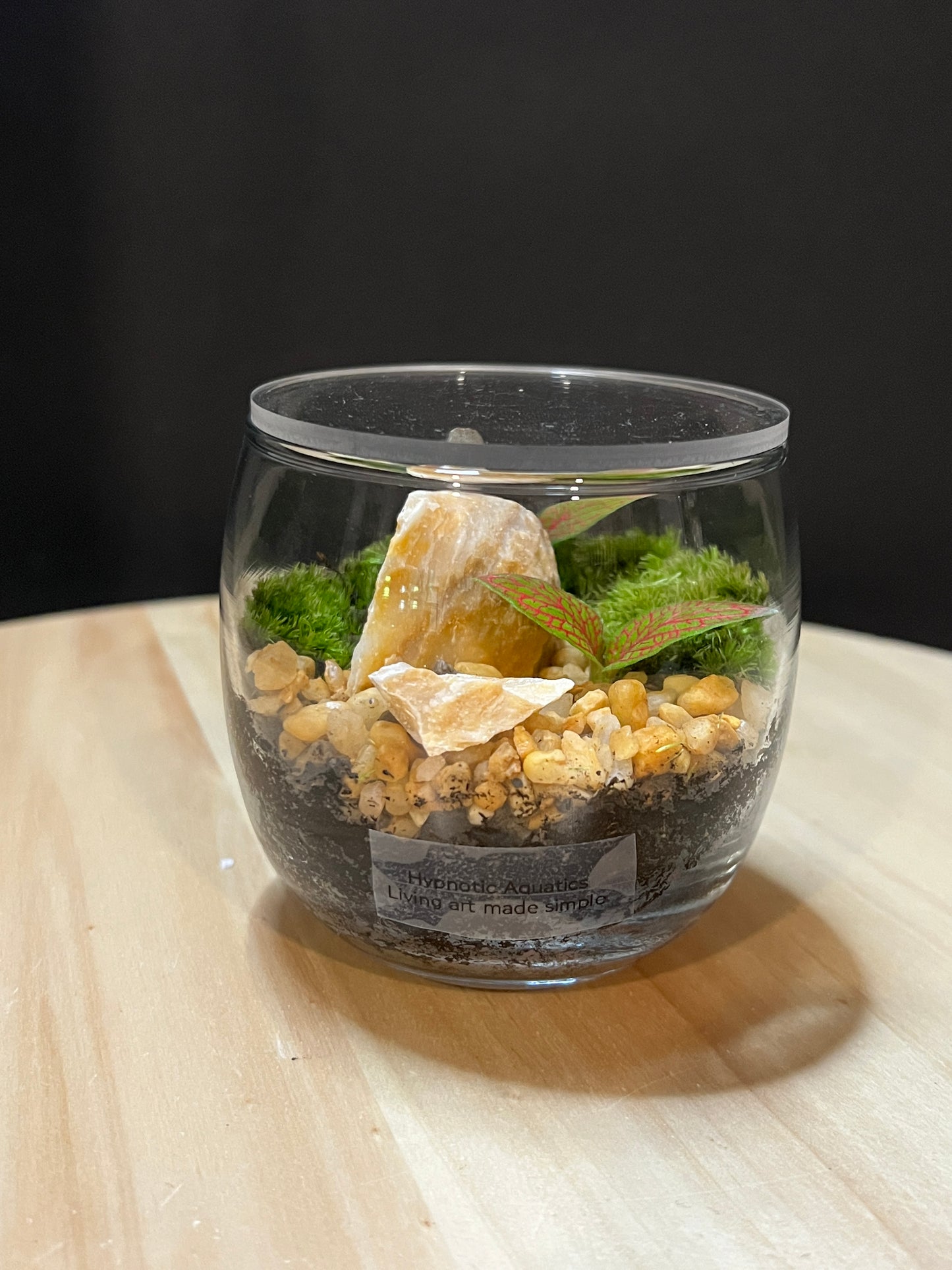 Terrarium 759