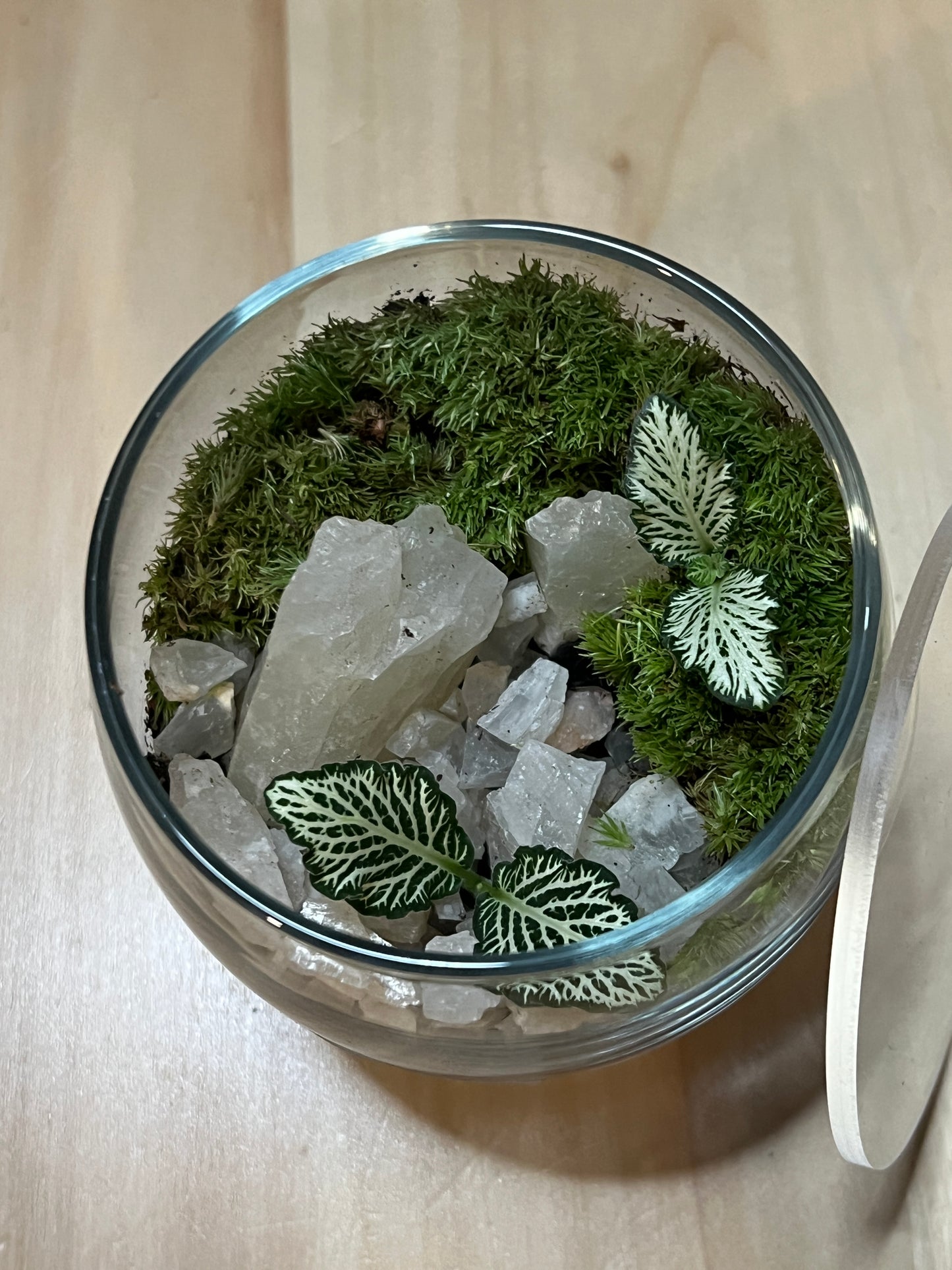 Terrarium 760