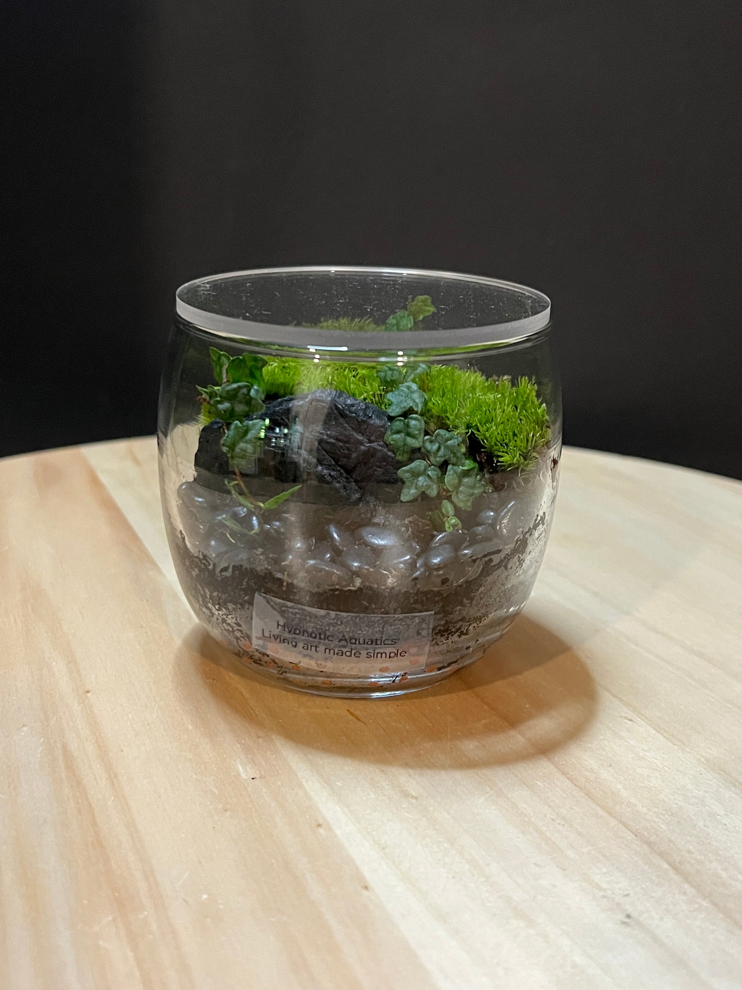 Terrarium 761