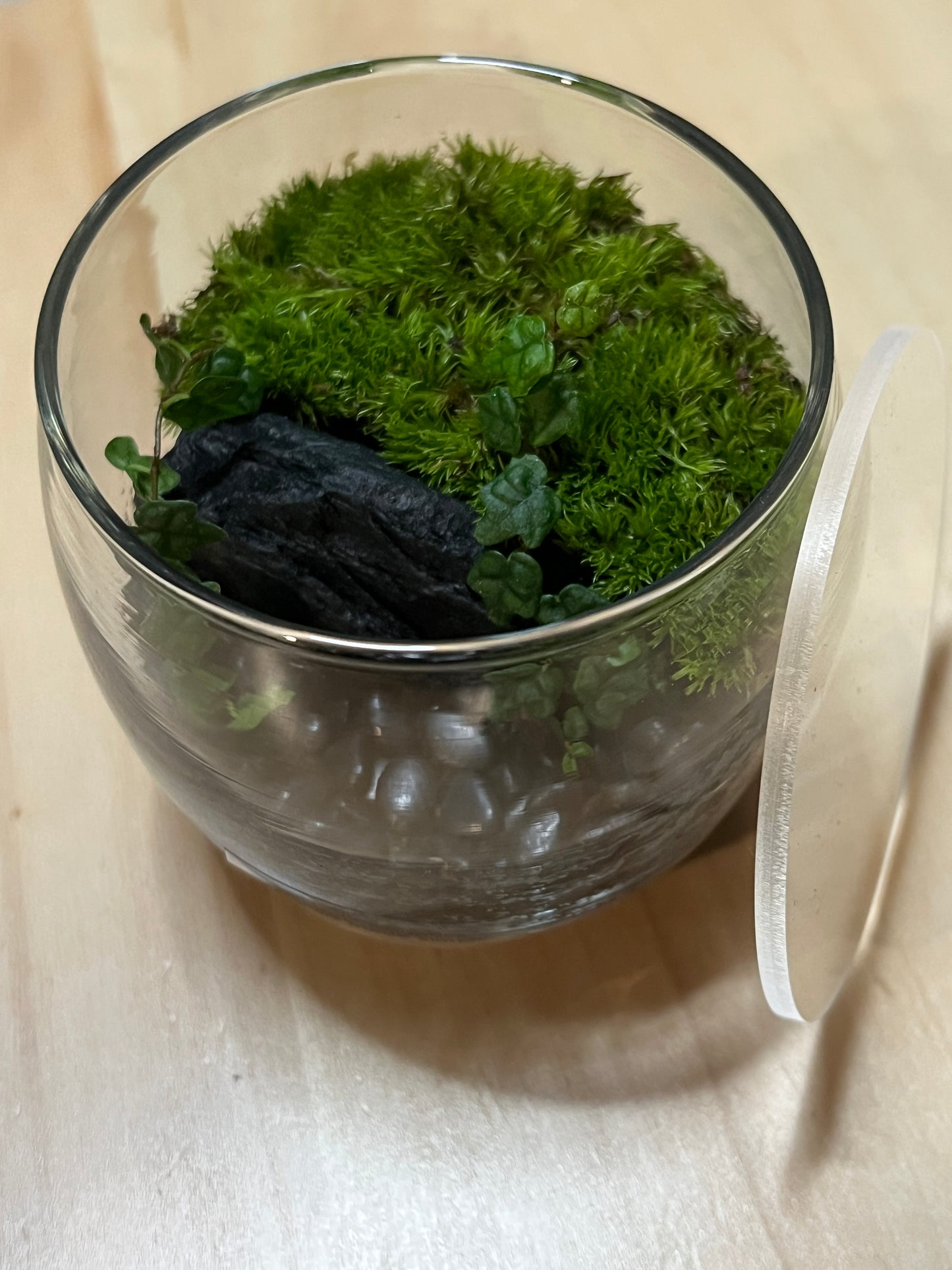 Terrarium 761