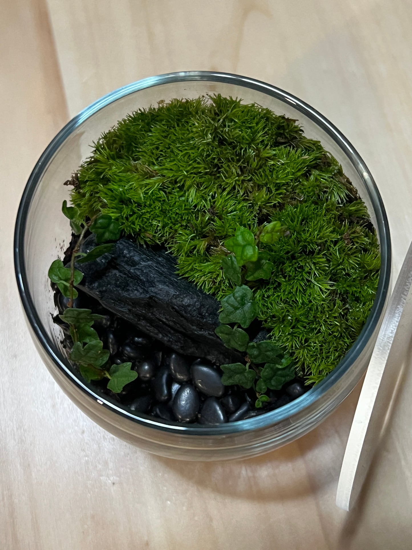 Terrarium 761