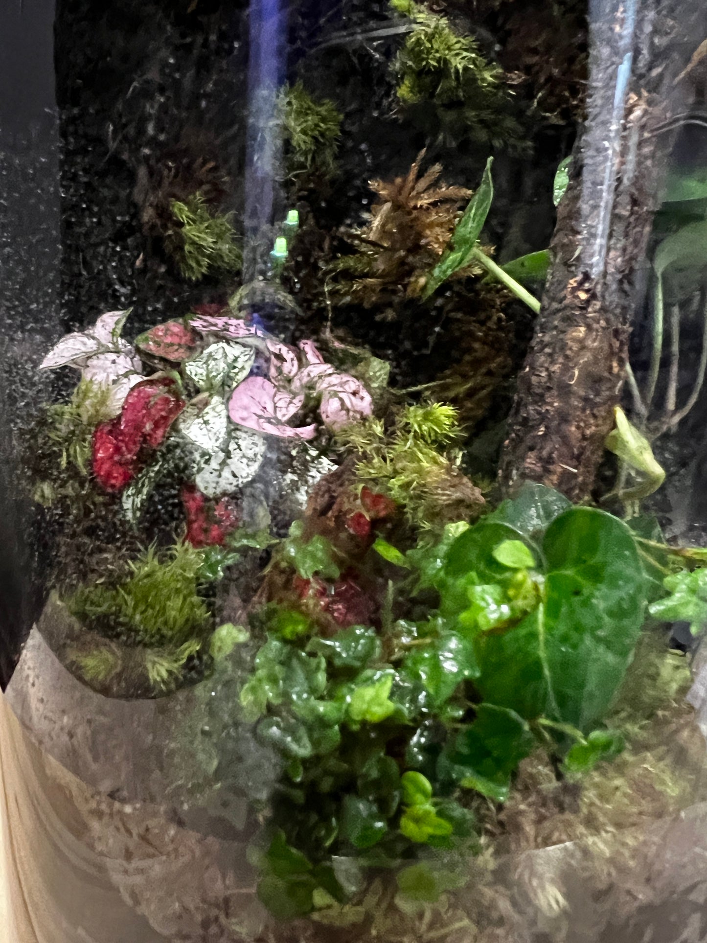 Terrarium #86