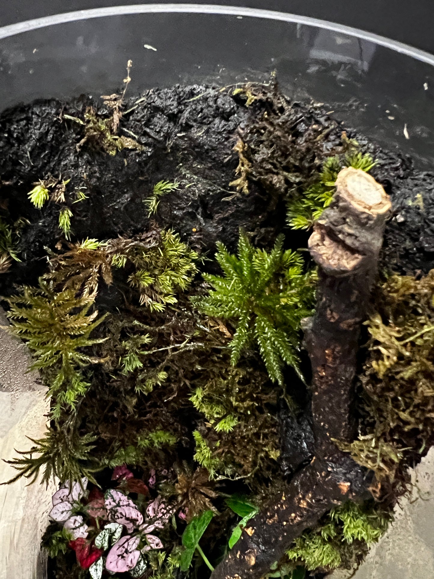 Terrarium #86