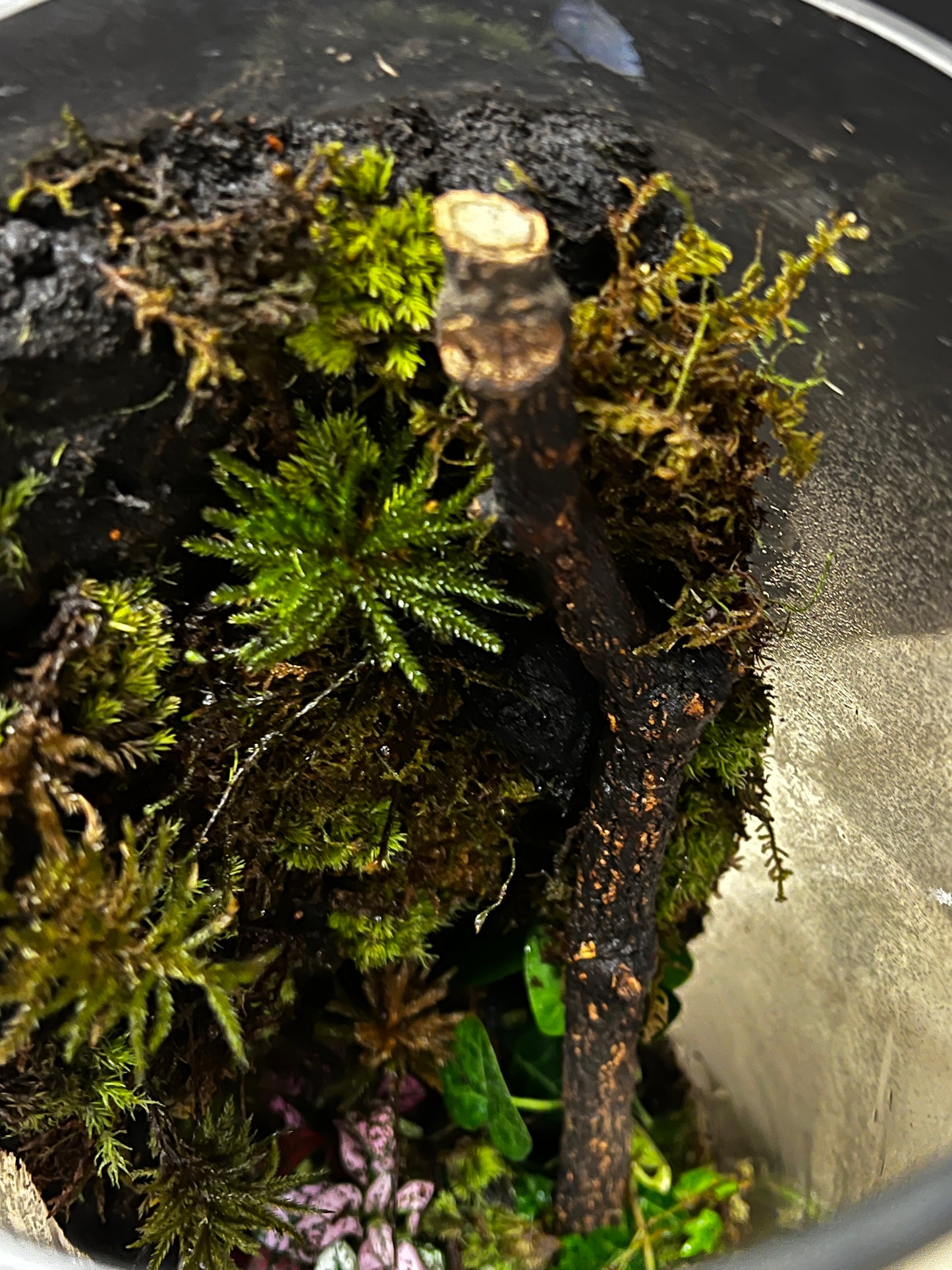 Terrarium #86